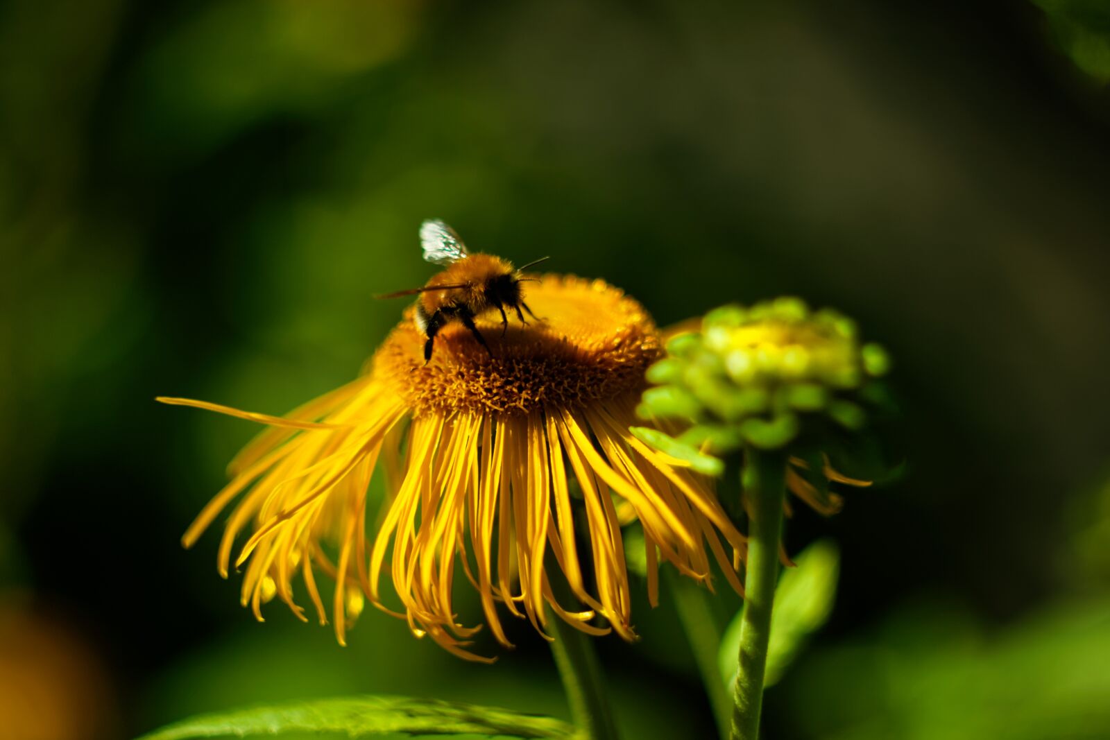 Canon EOS 500D (EOS Rebel T1i / EOS Kiss X3) sample photo. Summer, flower, bumblebee photography