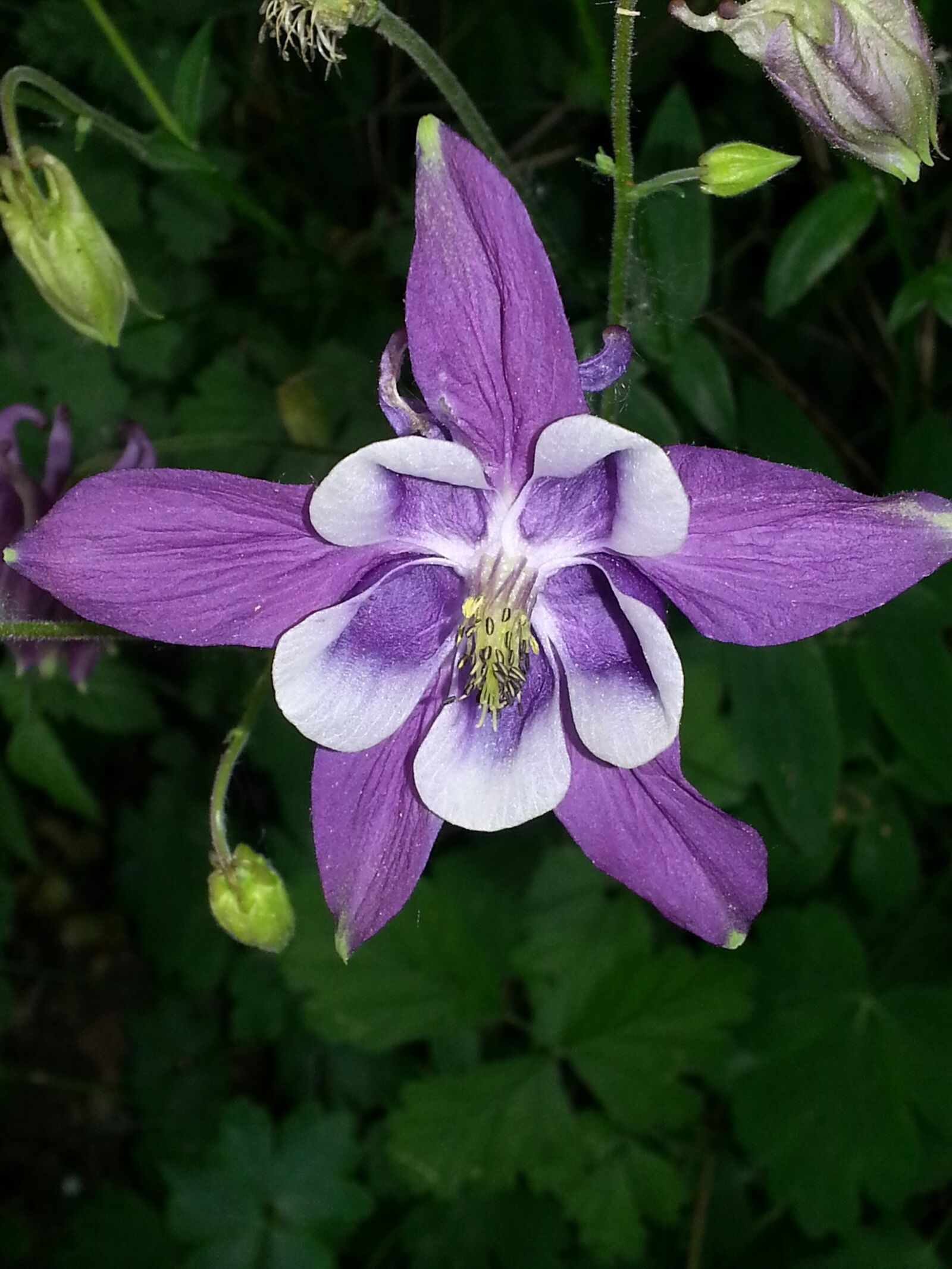 Samsung Galaxy S3 sample photo. Triple stars, blossom, bloom photography