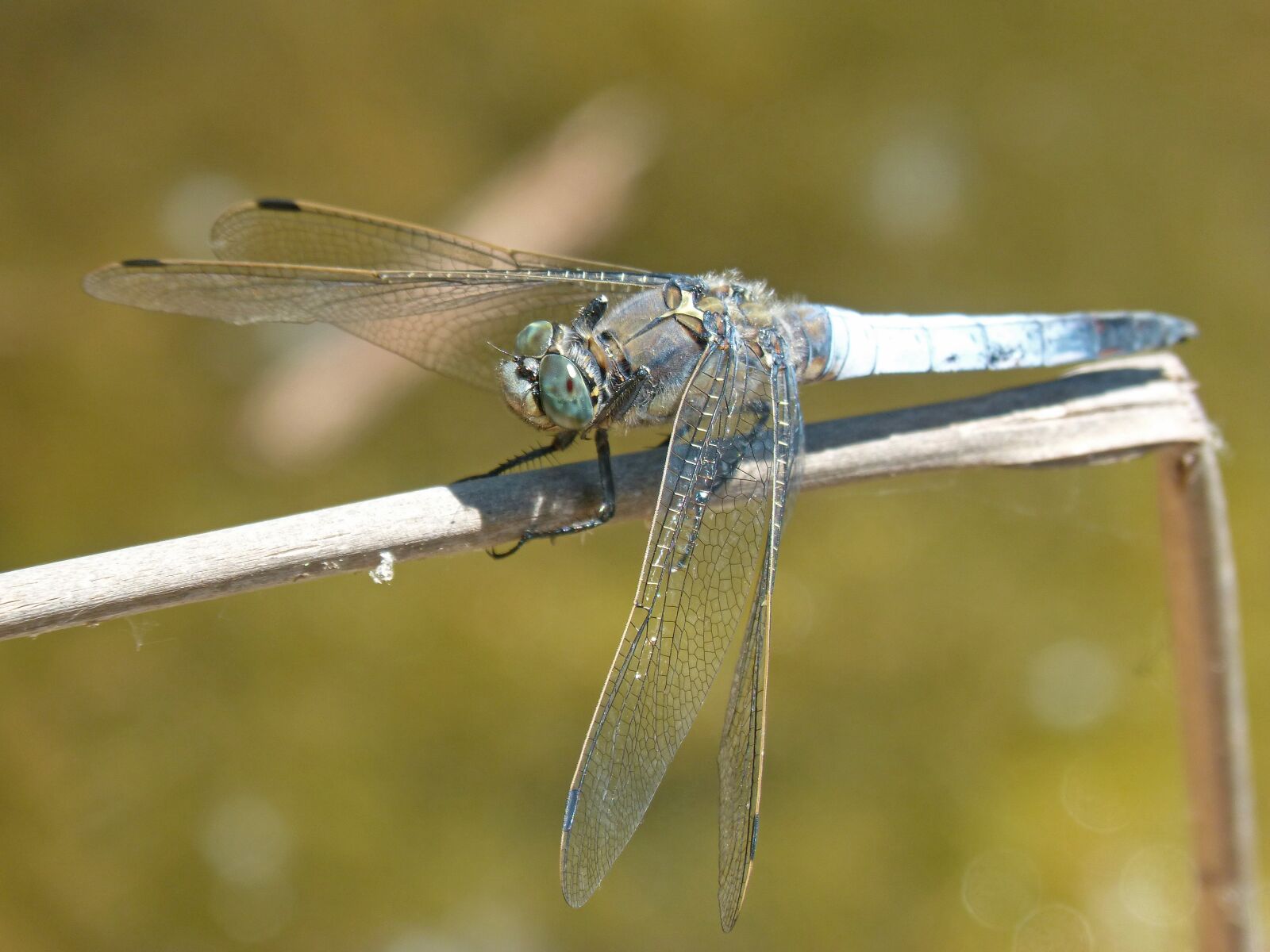 Panasonic DMC-FZ62 sample photo. Dragonfly, libellula fulva, blue photography