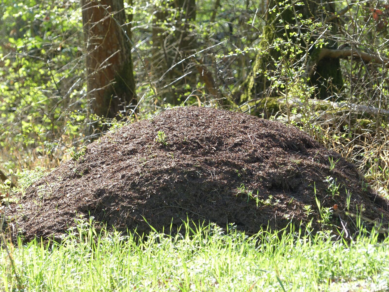 Panasonic Lumix DMC-FZ200 sample photo. Ants, ant hill, anthill photography