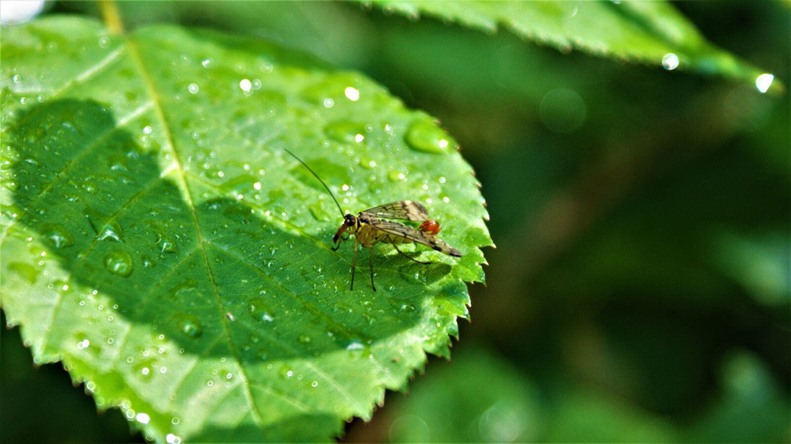 Sony Alpha DSLR-A350 sample photo. Insects, leaves, nature photography