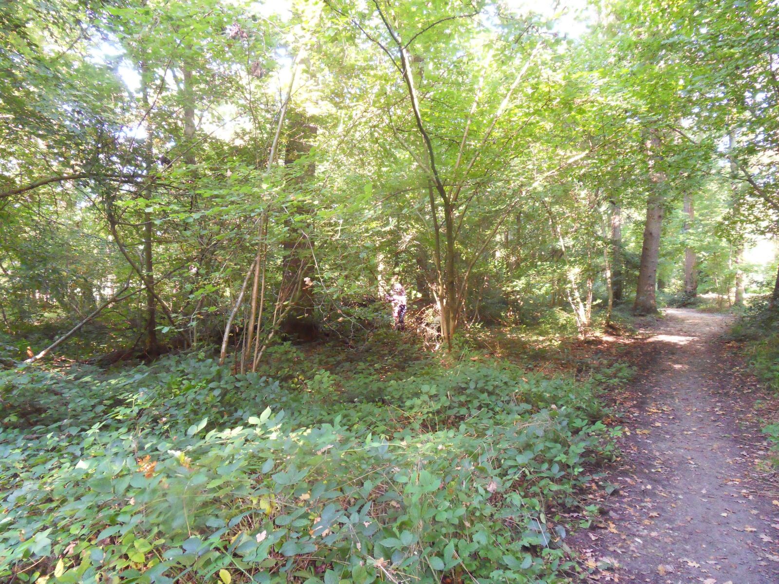 Samsung WB500, WB510 / VLUU WB500 /  HZ10W sample photo. Forest path, nature, trees photography