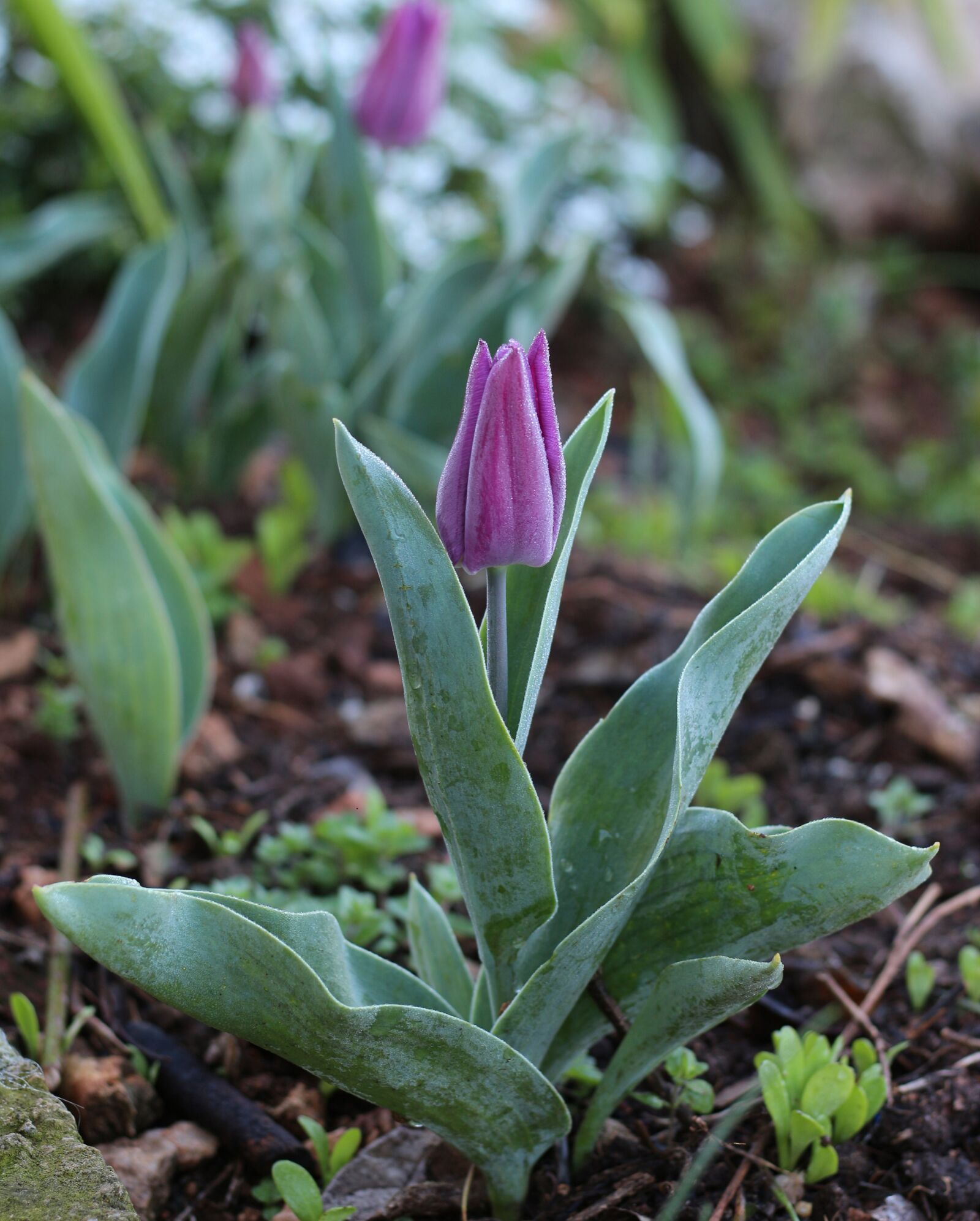 Canon EOS 700D (EOS Rebel T5i / EOS Kiss X7i) sample photo. Violet, floral, garden photography