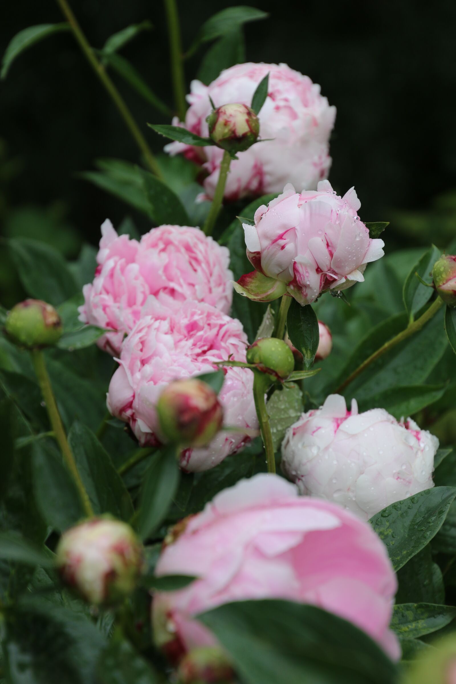 Canon EOS 70D sample photo. Peony, bloom, nature photography