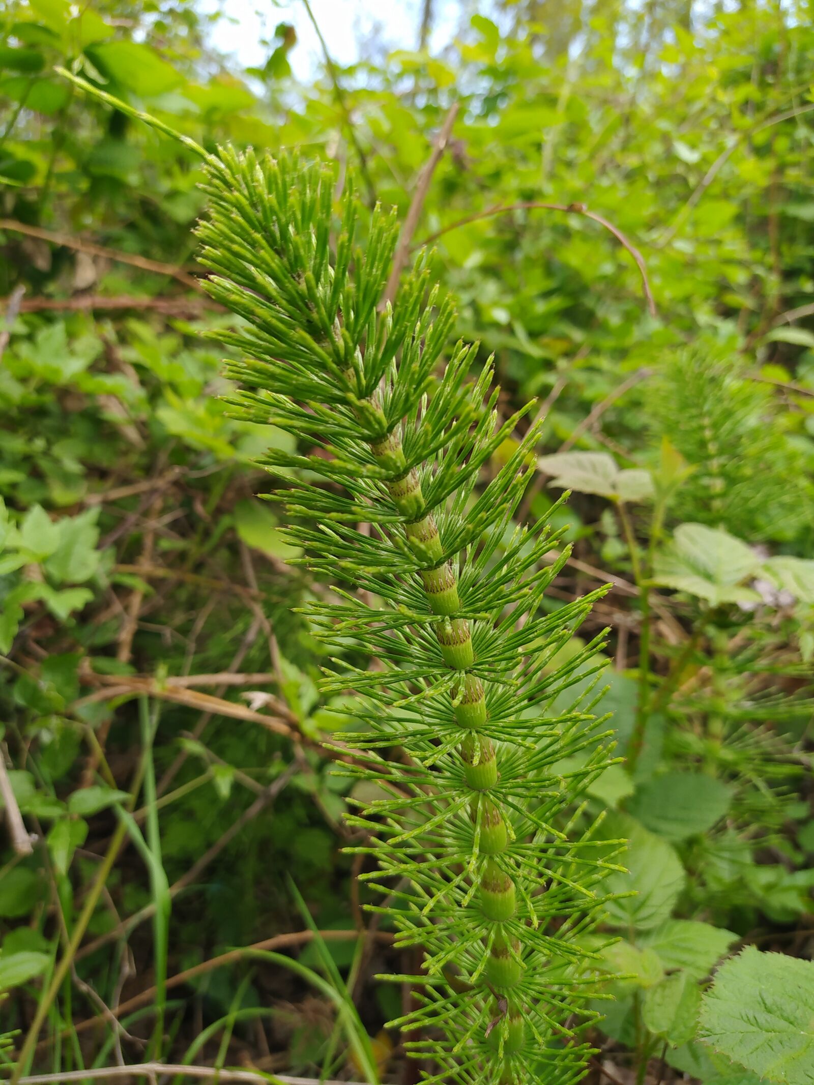 Xiaomi Redmi Note 8 sample photo. Tree, nature, green photography