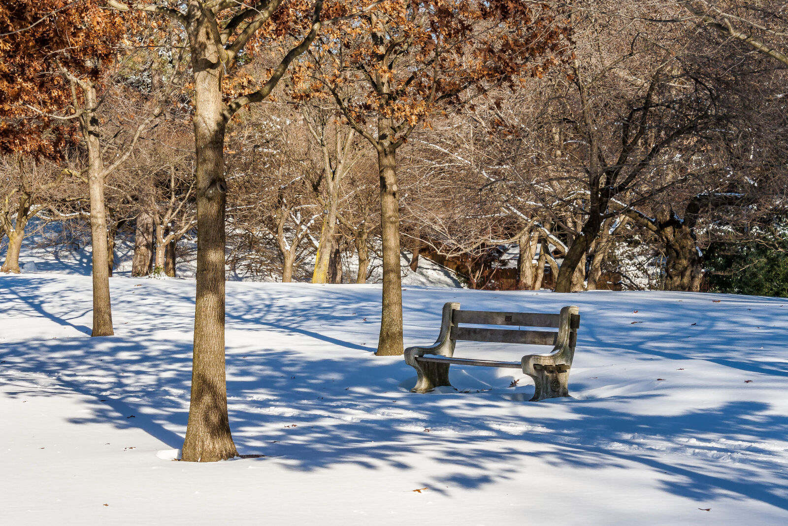 Canon EOS 1000D (EOS Digital Rebel XS / EOS Kiss F) sample photo. Garden, nature, shadow, snow photography