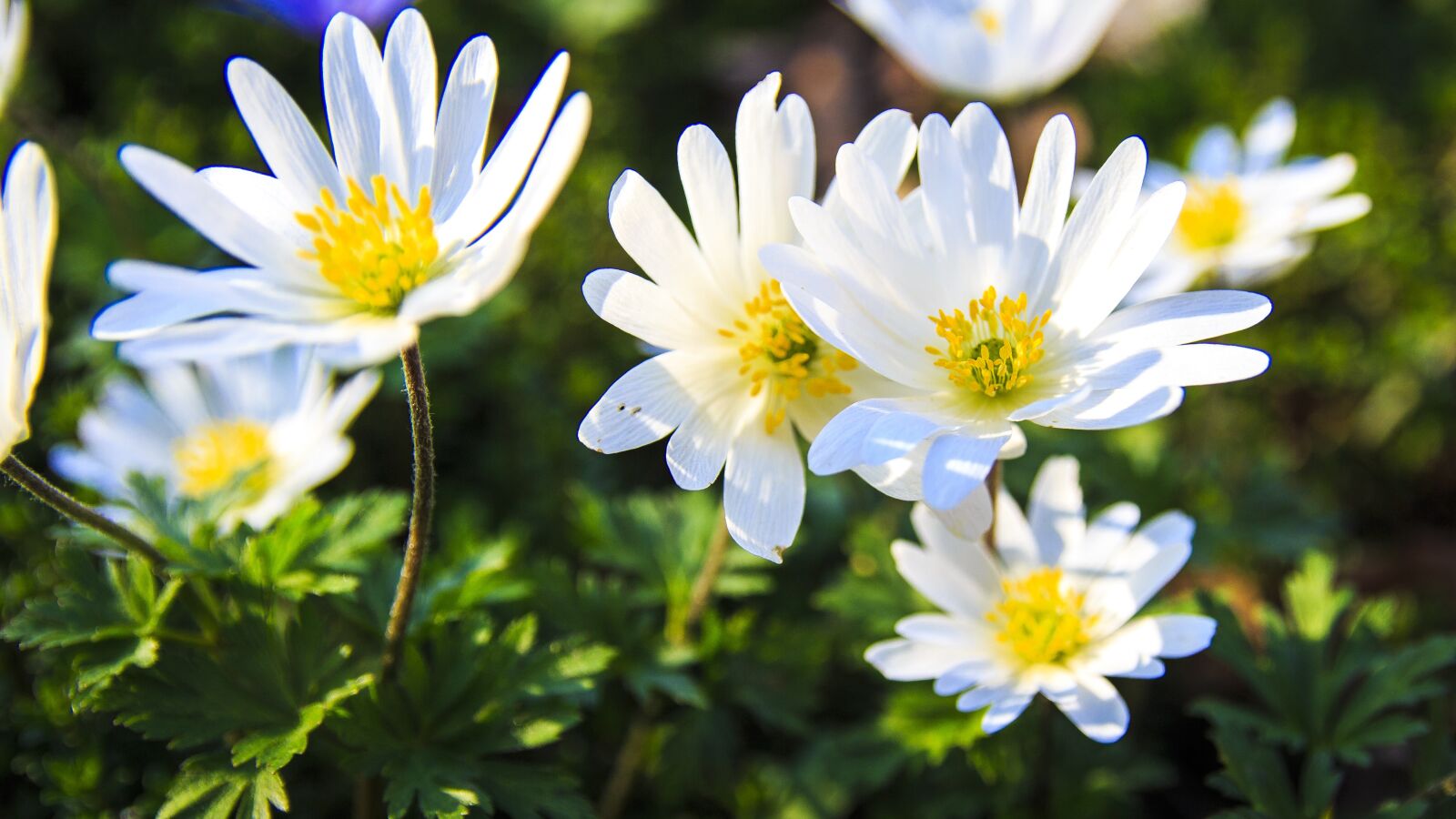 Canon EOS 650D (EOS Rebel T4i / EOS Kiss X6i) sample photo. Spring, bloom, white photography