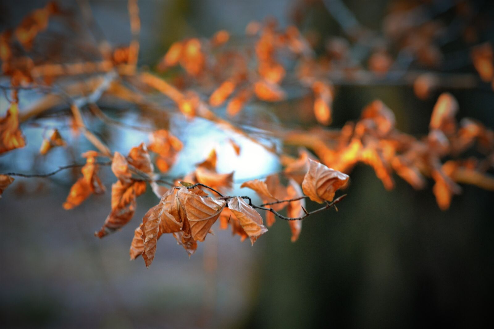 Nikon D3100 sample photo. Autumn, branch, foliage, forest photography
