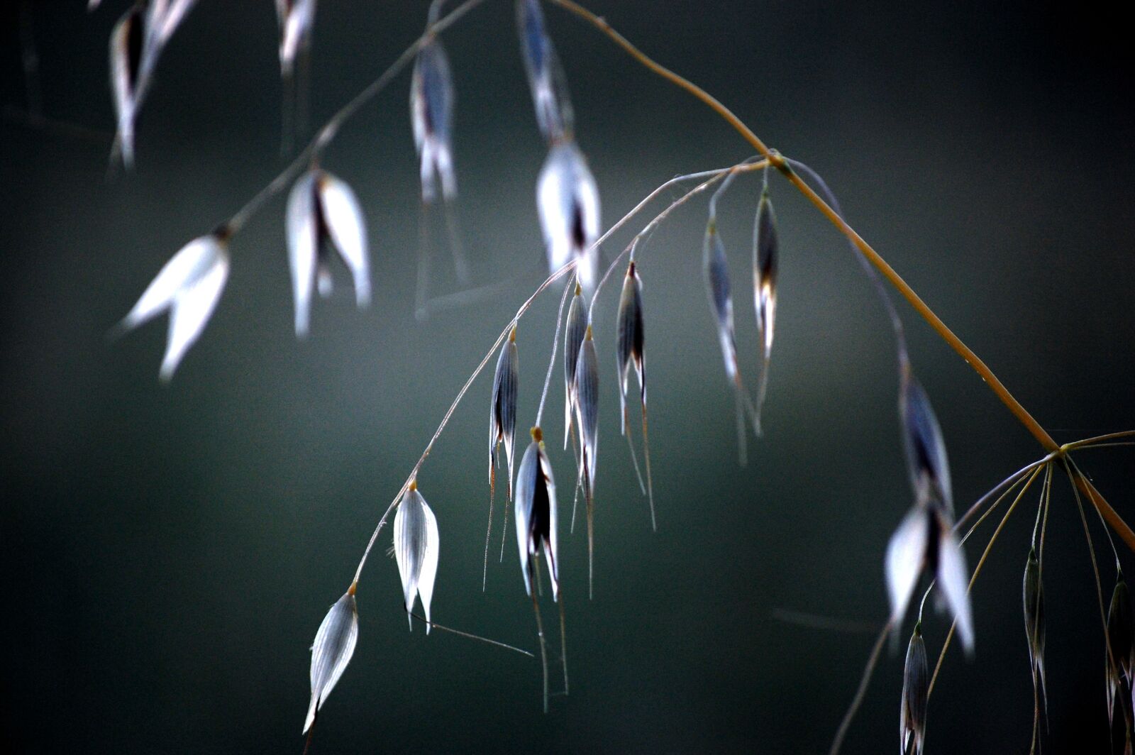 Nikon D40 sample photo. Grass, meadow, nature photography