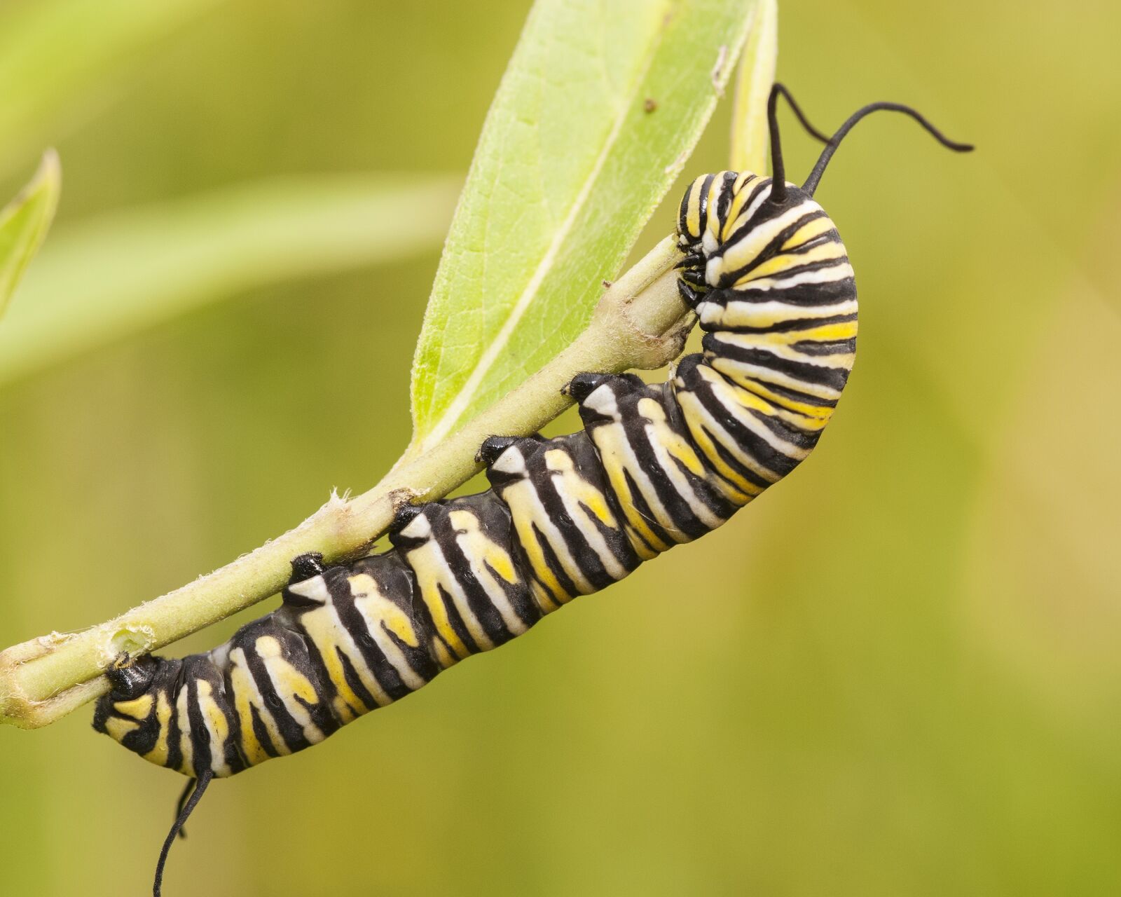 Nikon D200 sample photo. Monarch caterpillar, monarch, nature photography