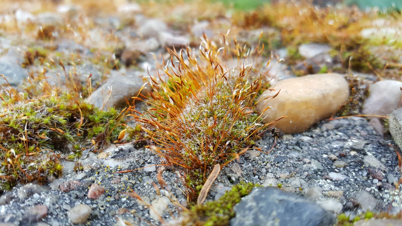 Samsung Galaxy S6 sample photo. Moss, stones, nature photography