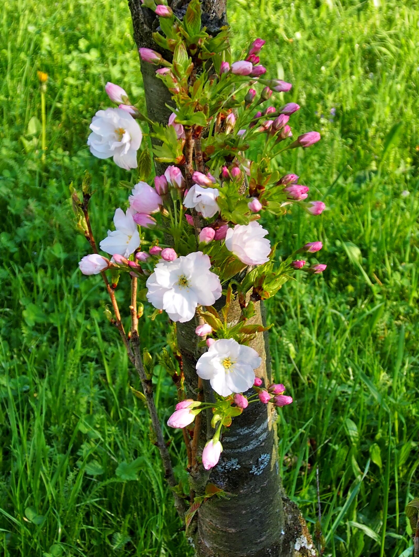 Olympus OM-D E-M5 sample photo. Flower, nature, plant photography
