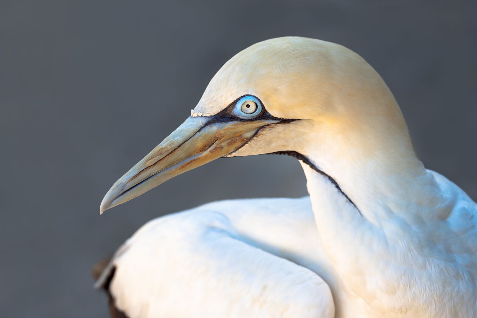 OLYMPUS M.300mm F4.0 sample photo. Cape gannet, bird, seabird photography