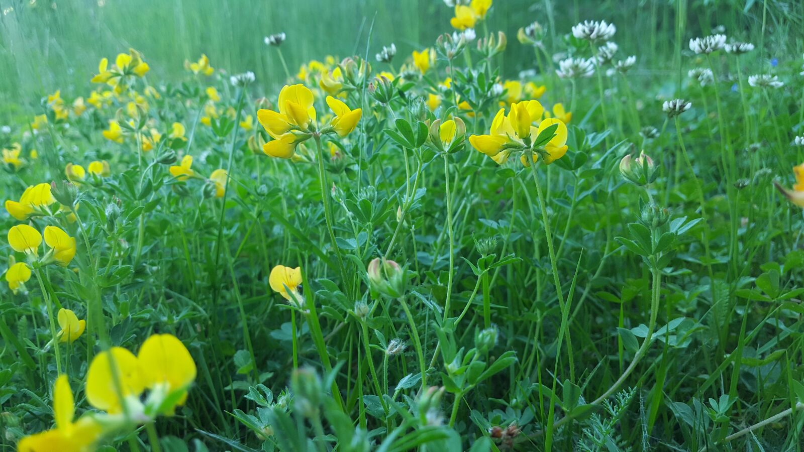 Samsung Galaxy S6 sample photo. Meadow, summer, flowers photography
