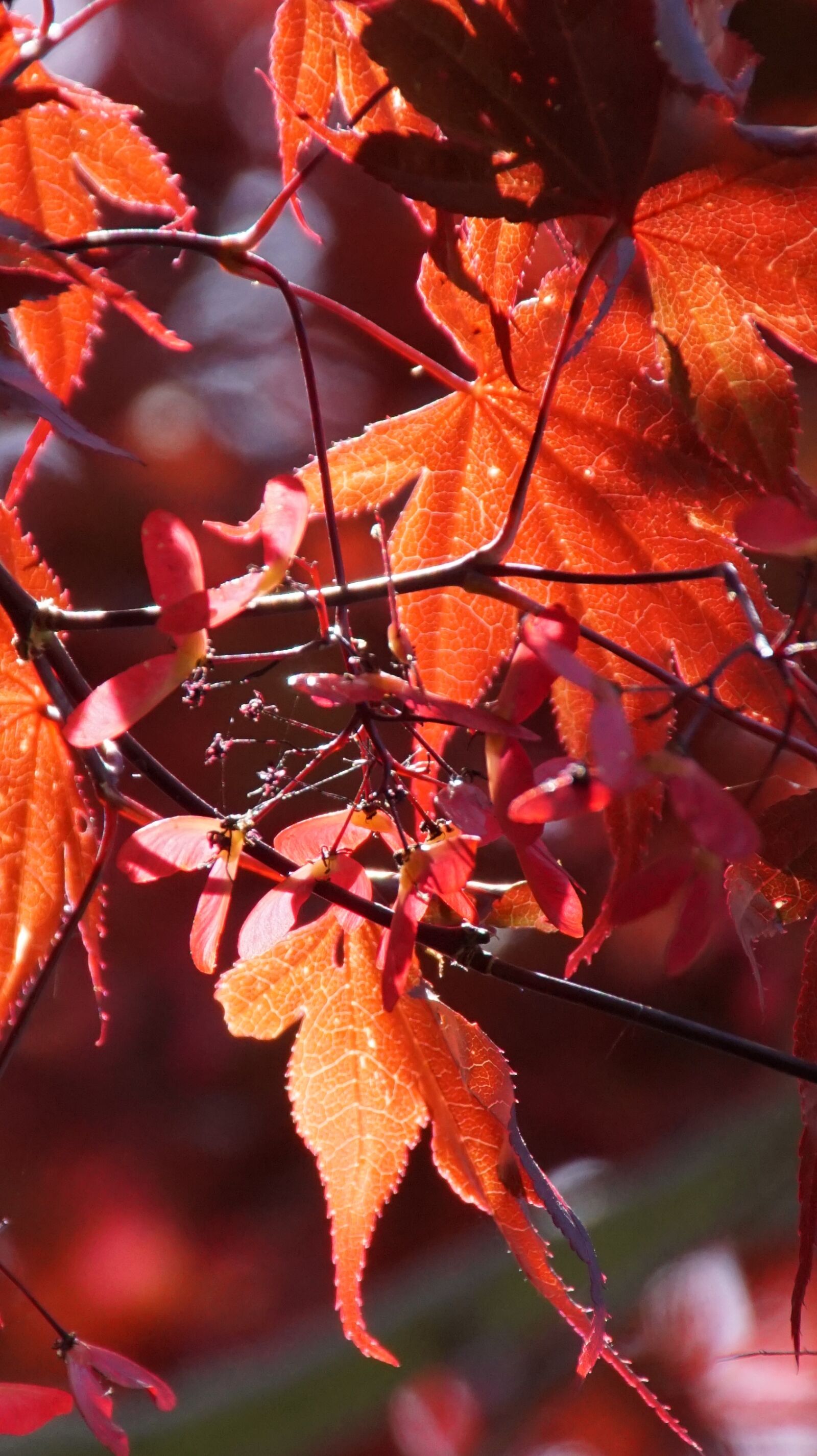 Sony ILCA-77M2 + DT 18-270mm F3.5-6.3 SSM sample photo. Autumn, leaves, red photography
