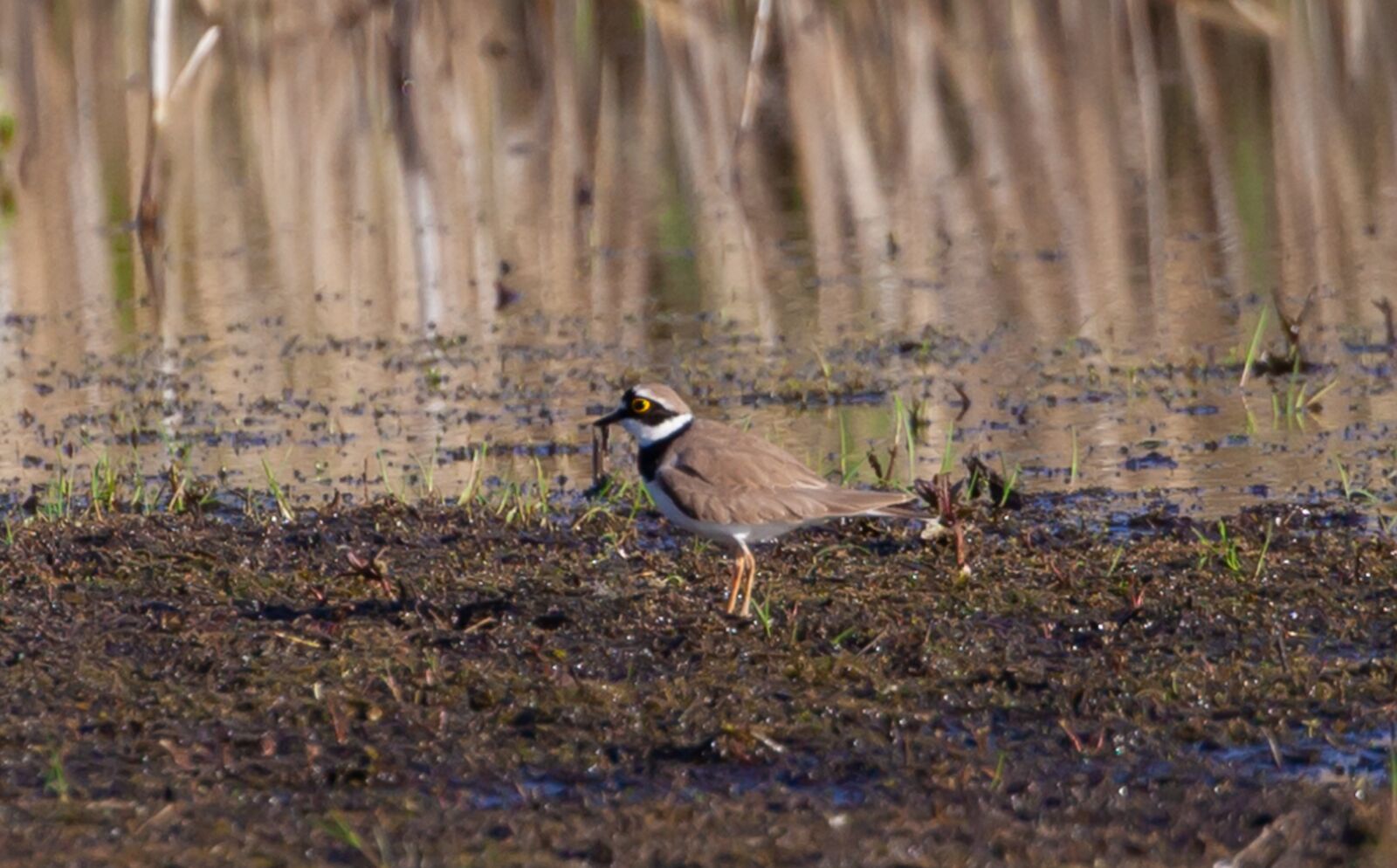 Canon EOS 5D Mark II + Canon EF 100-400mm F4.5-5.6L IS II USM sample photo. Little ringed plover, plover photography