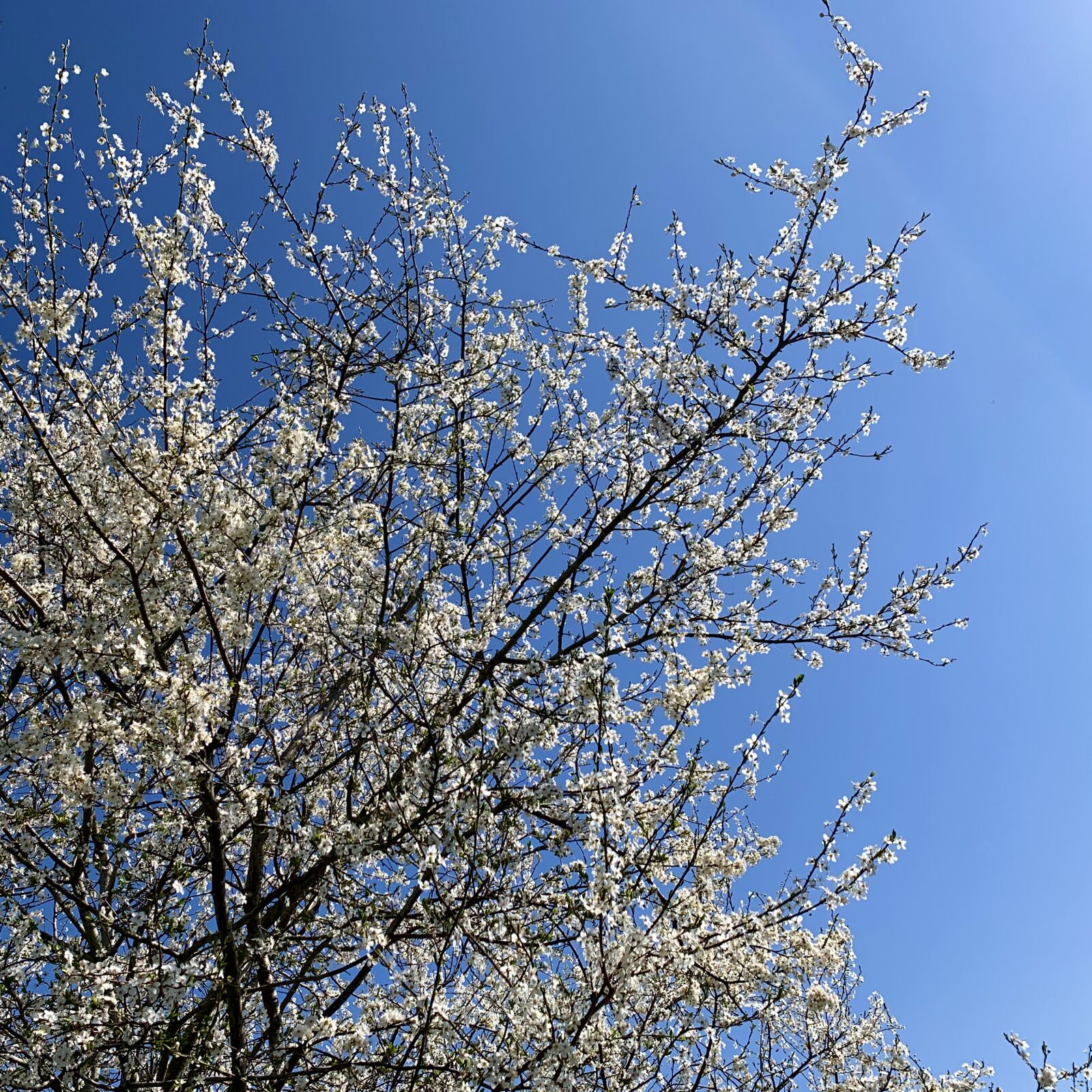 Apple iPhone XR sample photo. Spring, tree, white photography