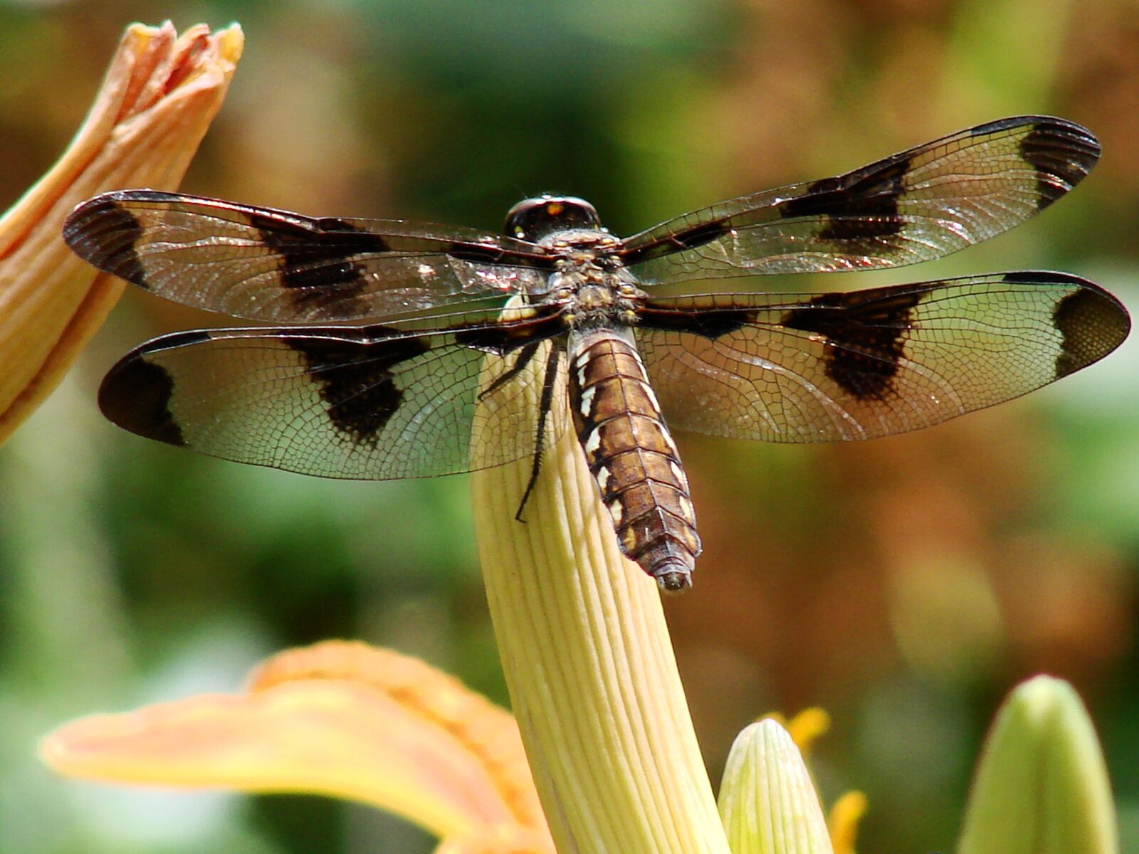 Sony DSC-H5 sample photo. Dragonfly, transparent, wing photography