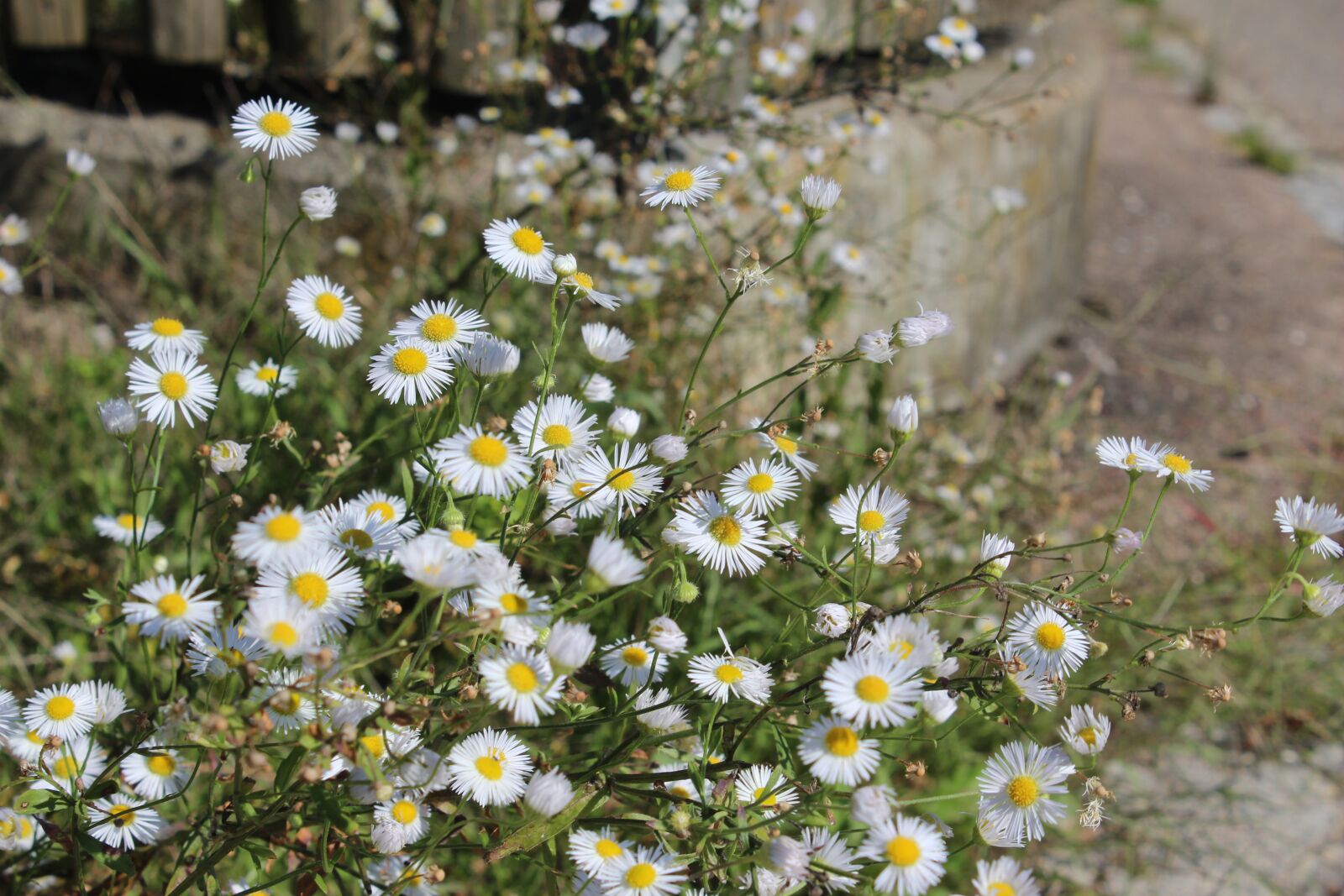 Canon EOS 650D (EOS Rebel T4i / EOS Kiss X6i) sample photo. Daisy, flowers, wall photography