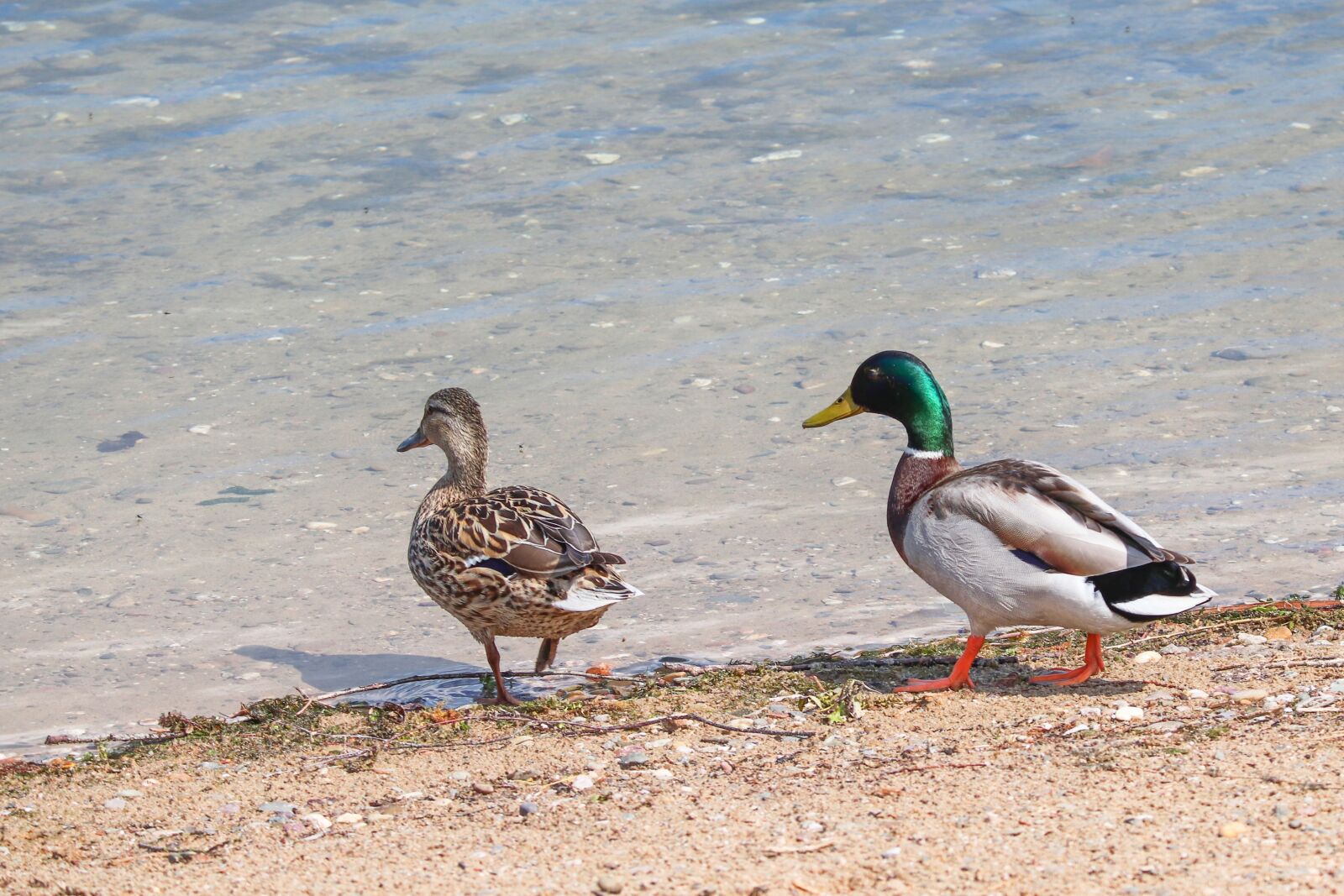 Canon EOS 200D (EOS Rebel SL2 / EOS Kiss X9) sample photo. Ducks, anas platyrhynchos, drake photography