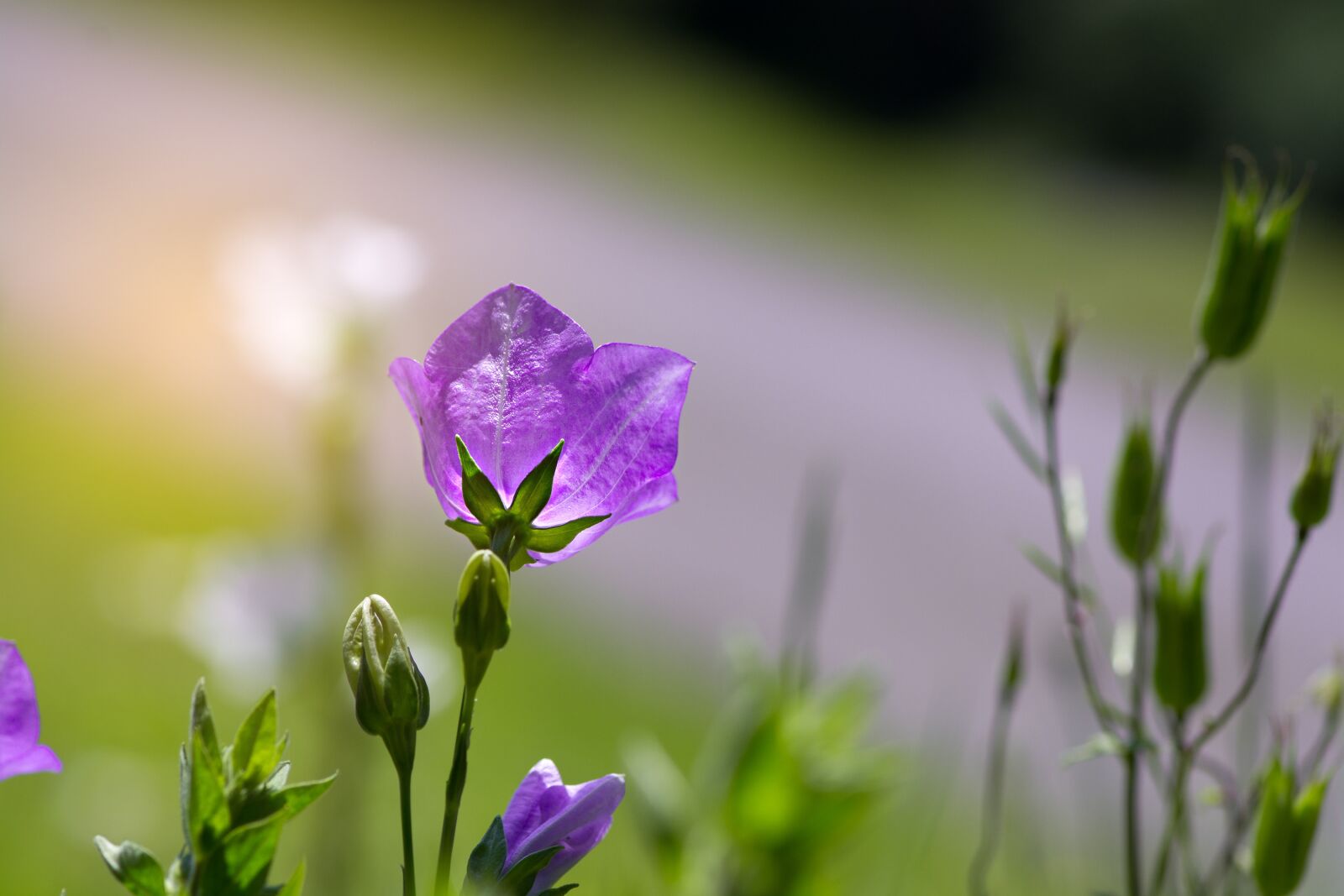 Nikon D7100 sample photo. Flower, bellflower, violet photography