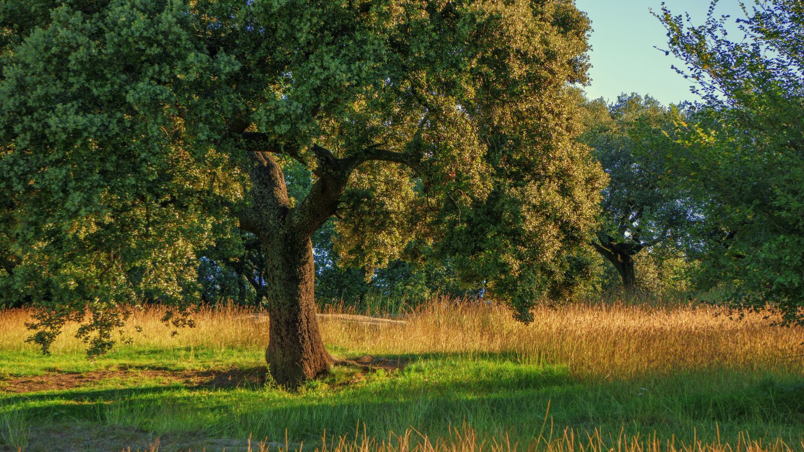 Sony a6000 sample photo. Tree, encina, nature photography