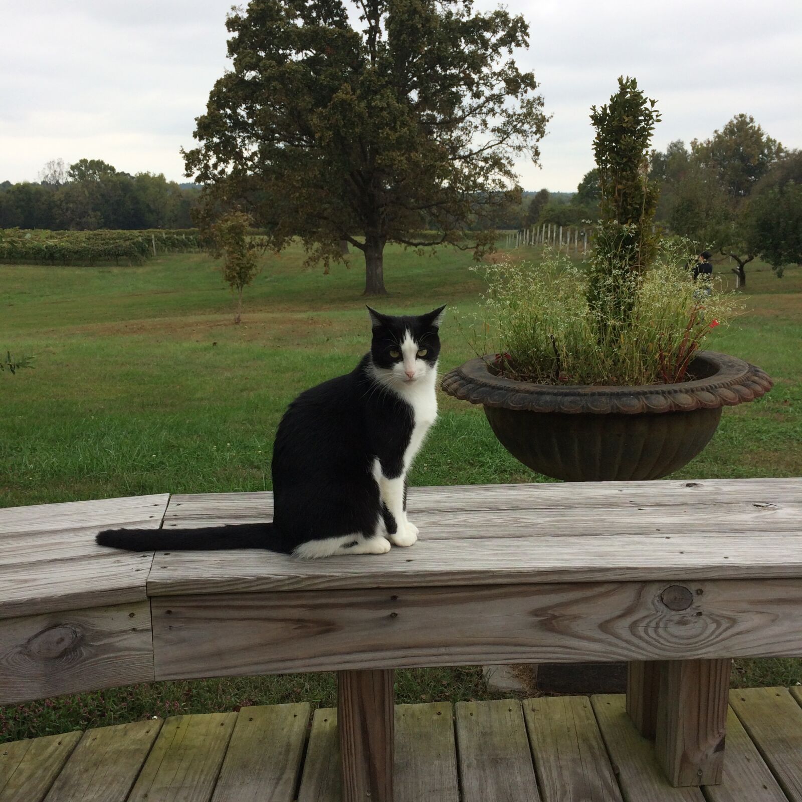 iPhone 5s back camera 4.15mm f/2.2 sample photo. Winery, kentucky, cat photography
