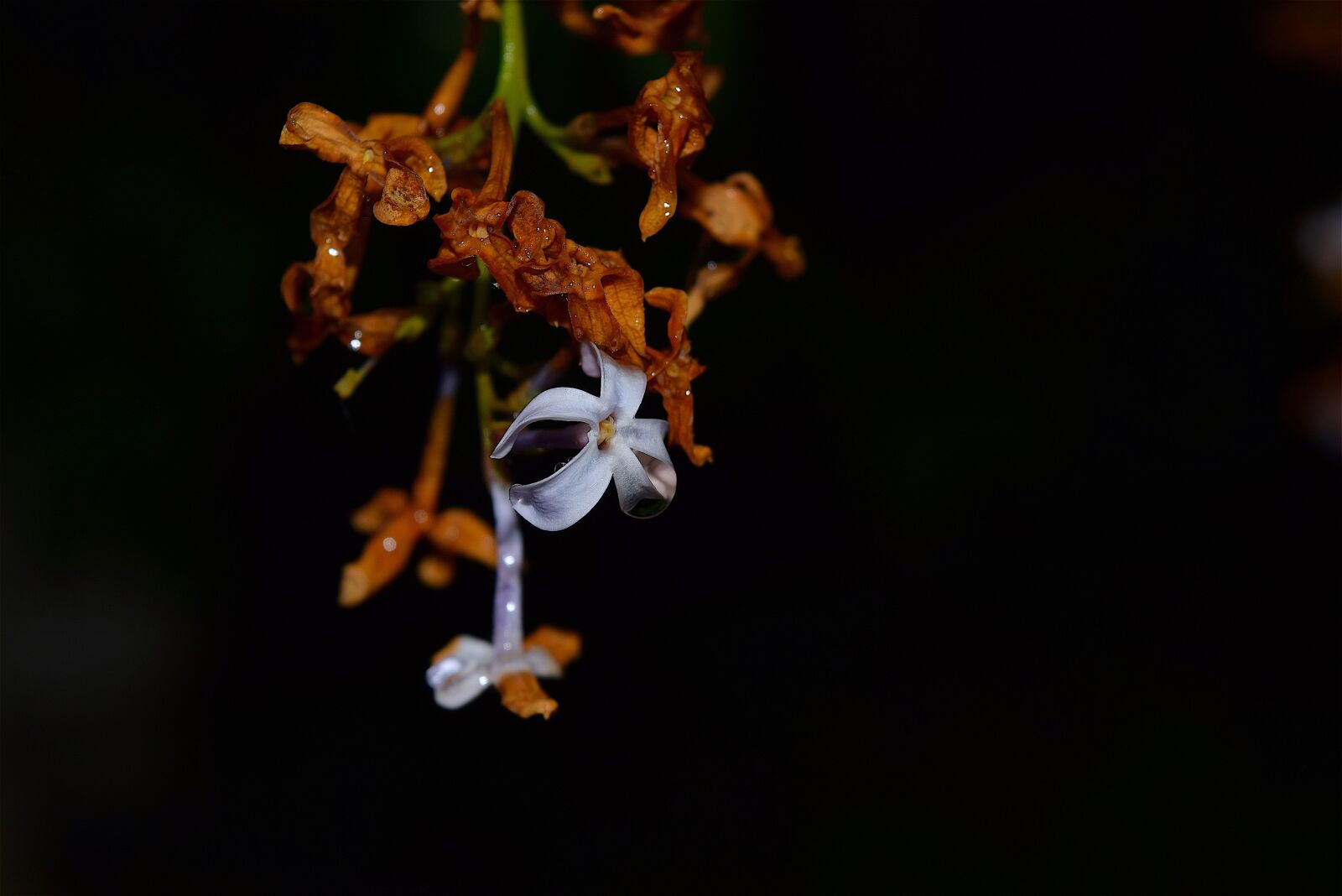 Nikon D3300 sample photo. Flower, lilac, color photography