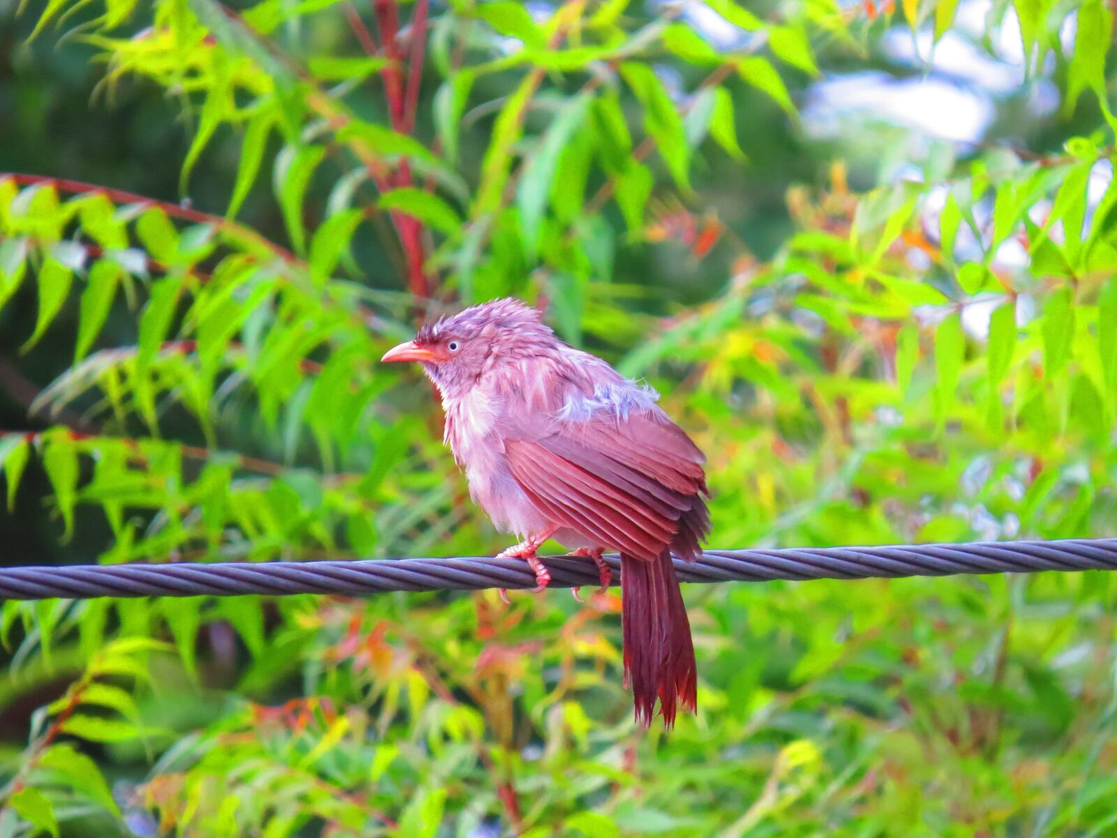 Canon PowerShot SX50 HS sample photo. Sparrow, bird, wildlife photography