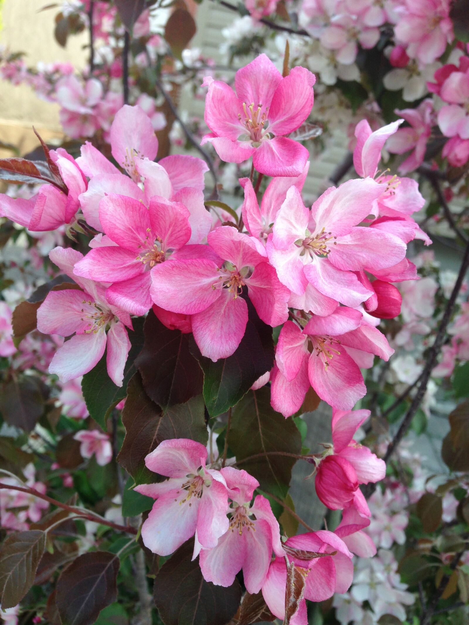 Apple iPhone 5 sample photo. Flowers, pink, nature photography