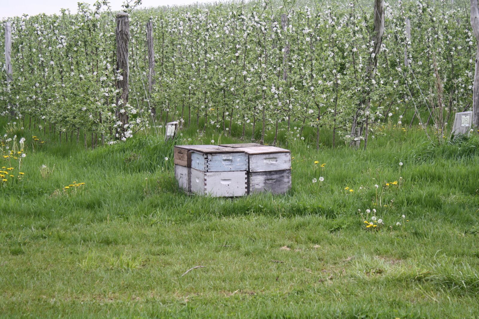 Canon EOS 1000D (EOS Digital Rebel XS / EOS Kiss F) sample photo. Grass, agriculture, nature photography