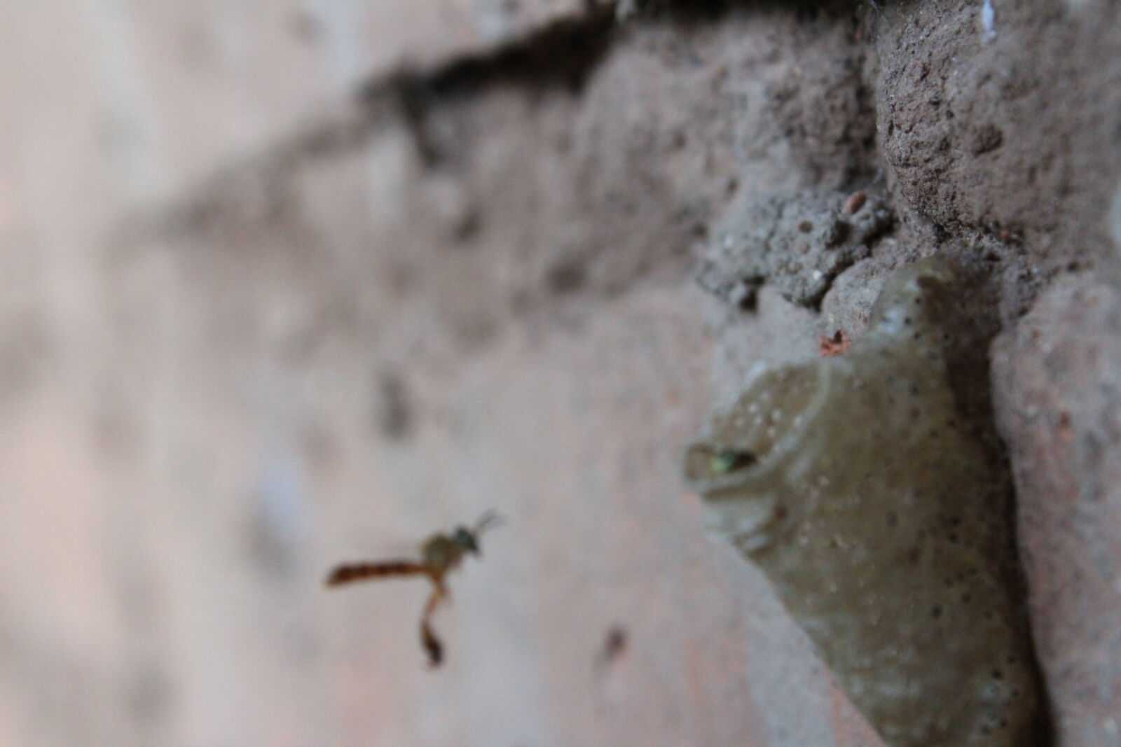 Canon EOS 1300D (EOS Rebel T6 / EOS Kiss X80) sample photo. Abejas, bolivia, cotoca, miel photography
