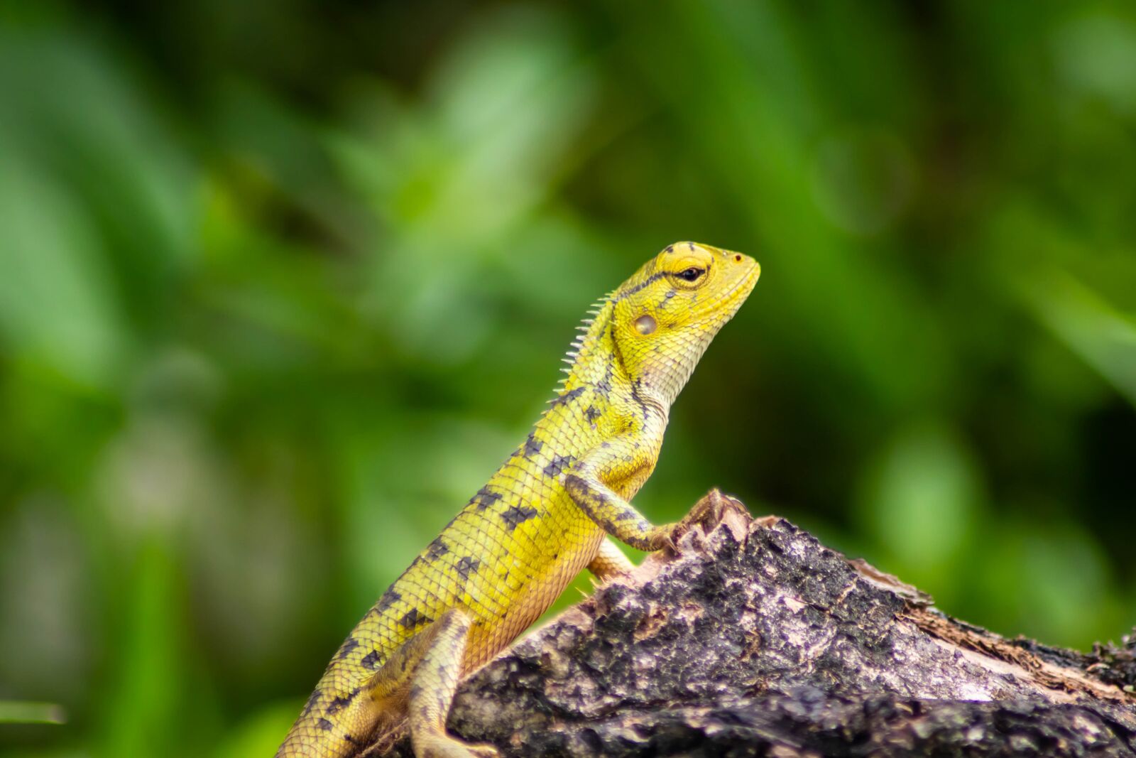 Tamron AF 70-300mm F4-5.6 Di LD Macro sample photo. Chameleon, background, isolated photography