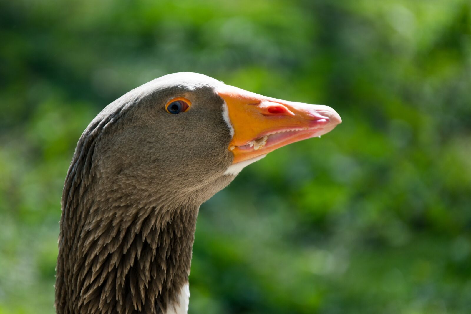 Nikon D3300 sample photo. Goose, eye, vigilant photography