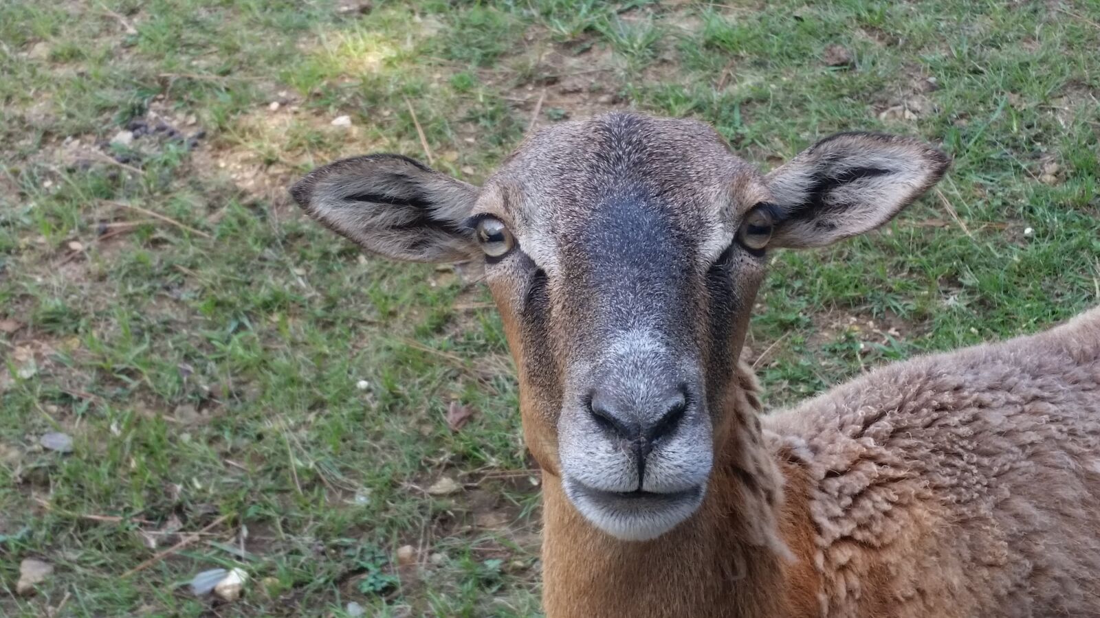 Samsung Galaxy S5 sample photo. Goat, animal, zoo photography
