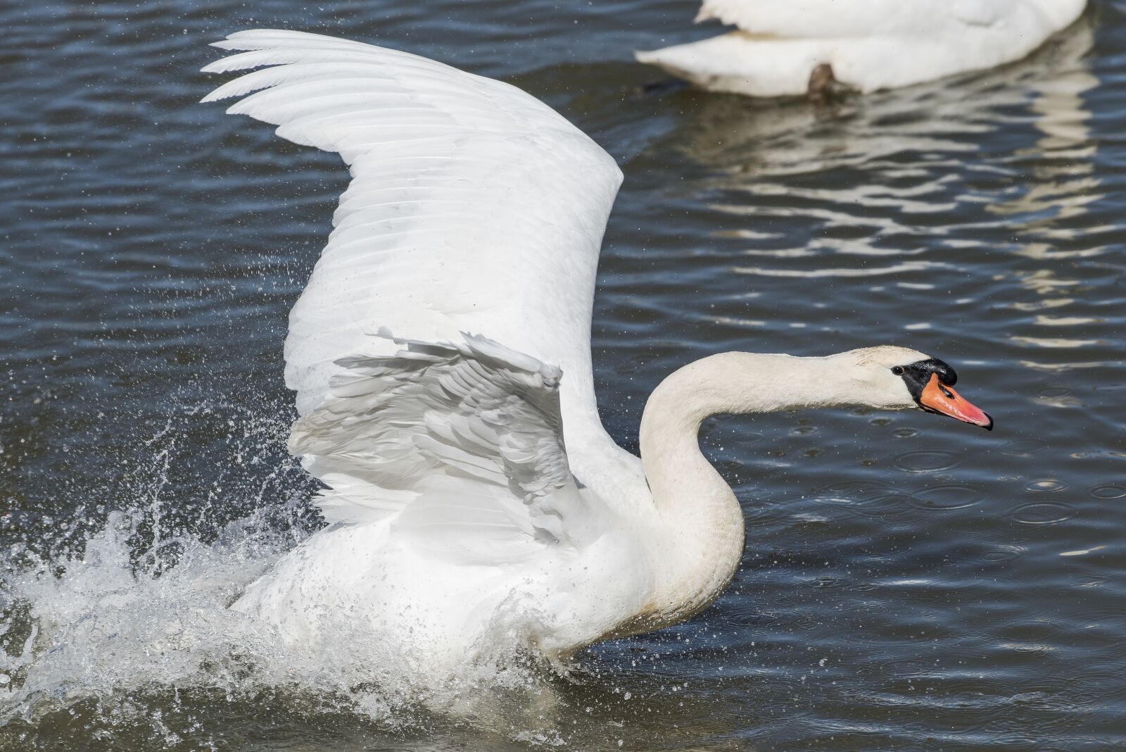 Nikon D750 sample photo. Water, bird, swan photography