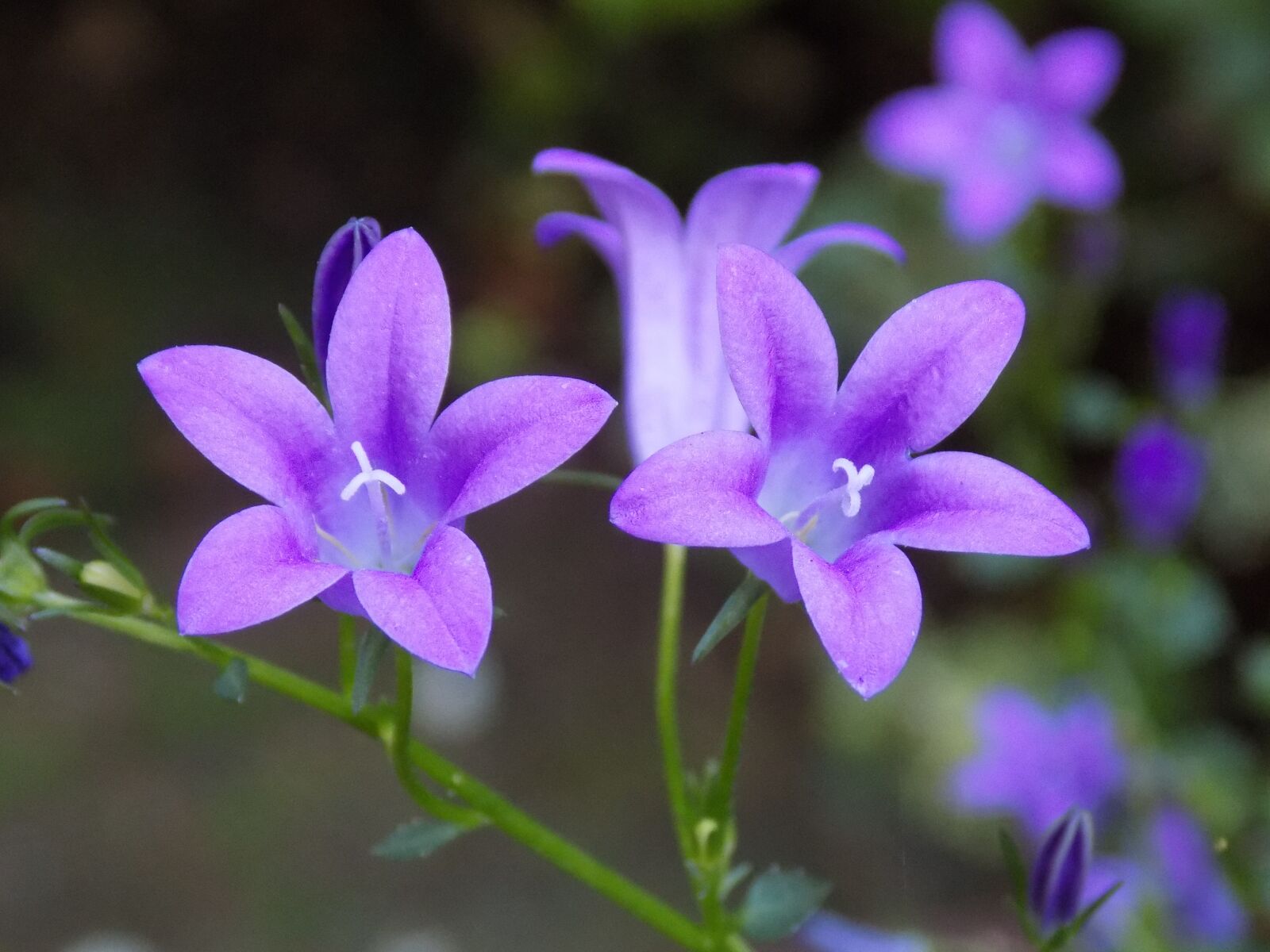 Nikon COOLPIX L340 sample photo. Violet, violaceae, flower photography