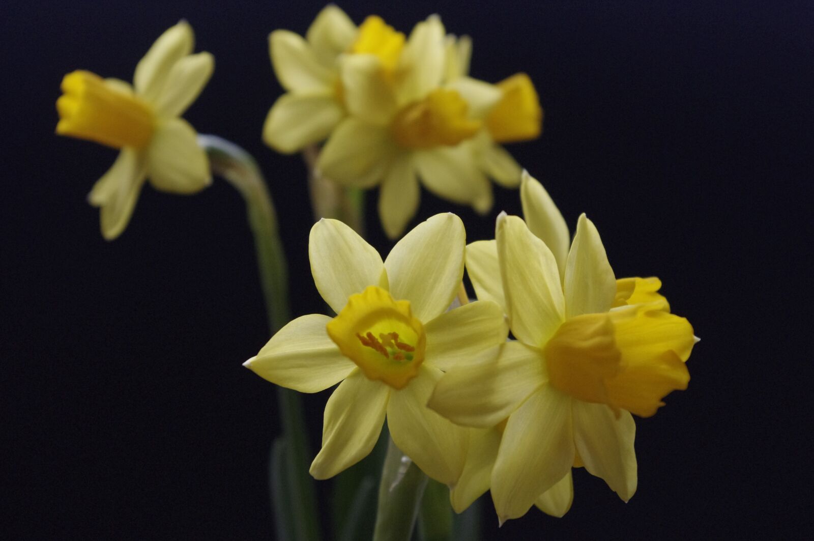Pentax K-x sample photo. Plant, spring, flowers photography
