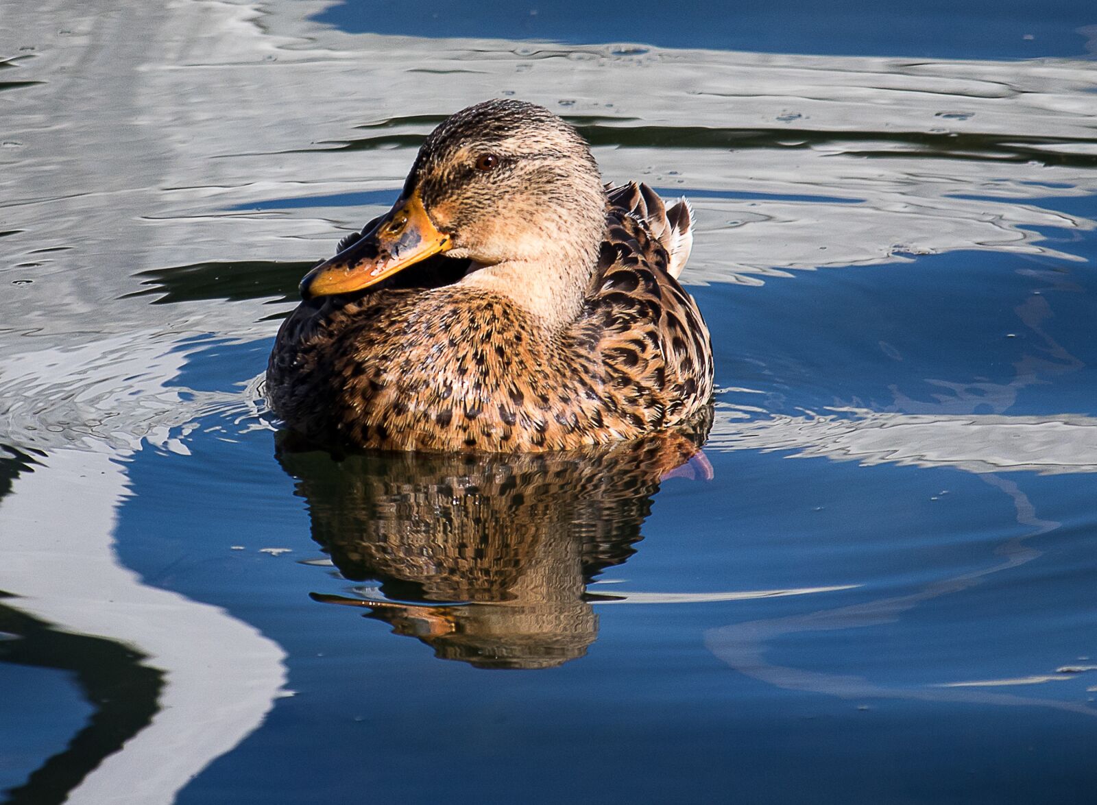 Canon EF-S 55-250mm F4-5.6 IS STM sample photo. Mallard, animal, water bird photography