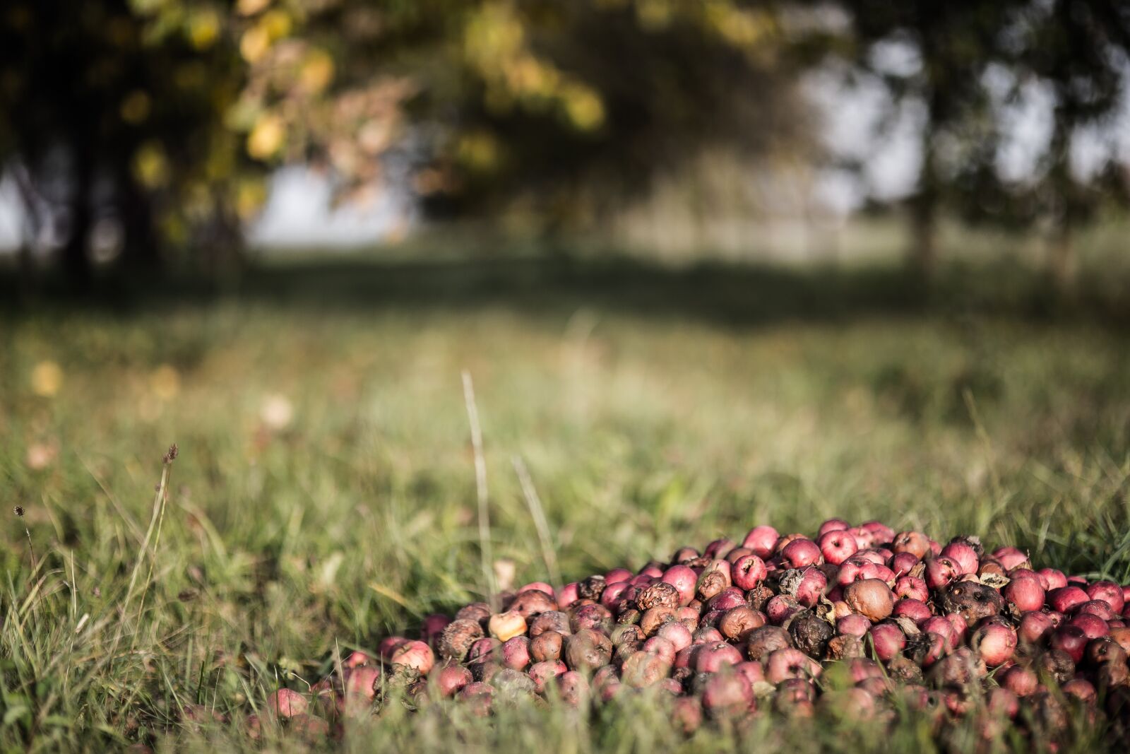 Canon EOS 6D sample photo. Nature, grass, tree photography