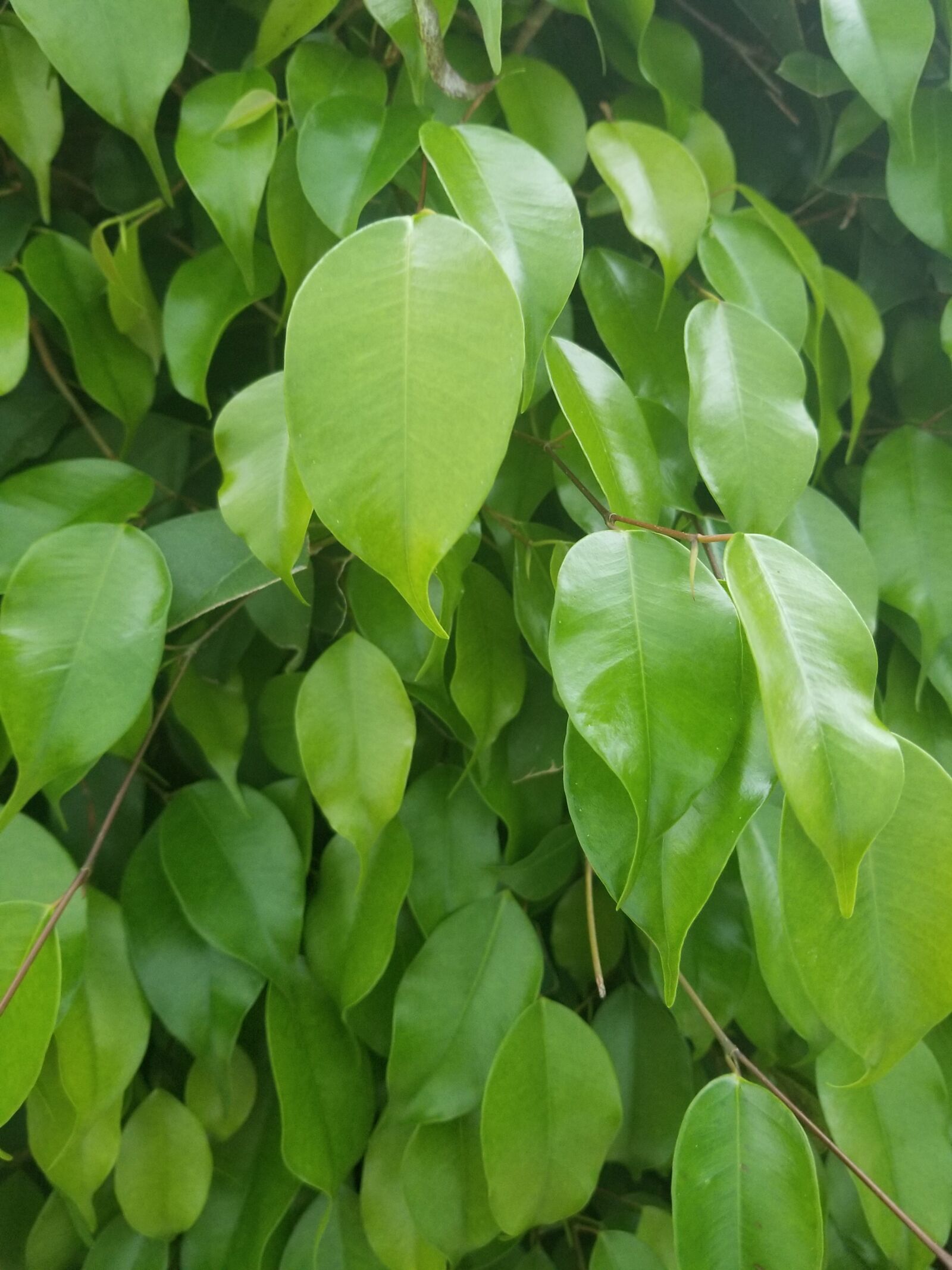 Samsung Galaxy S8+ sample photo. Leaves, plant, plants photography