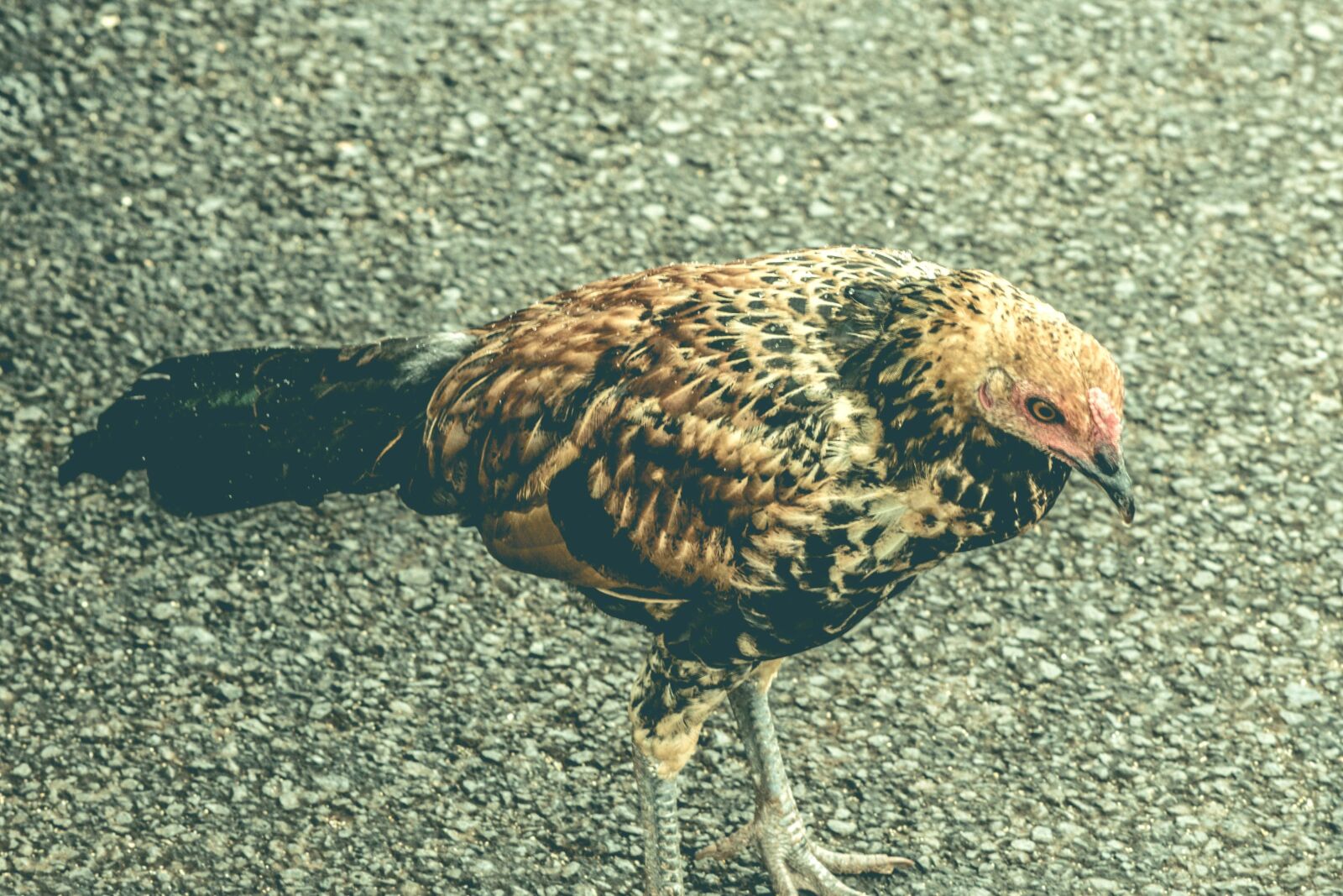 Nikon D5200 sample photo. Rooster, chicken, bird, nature photography