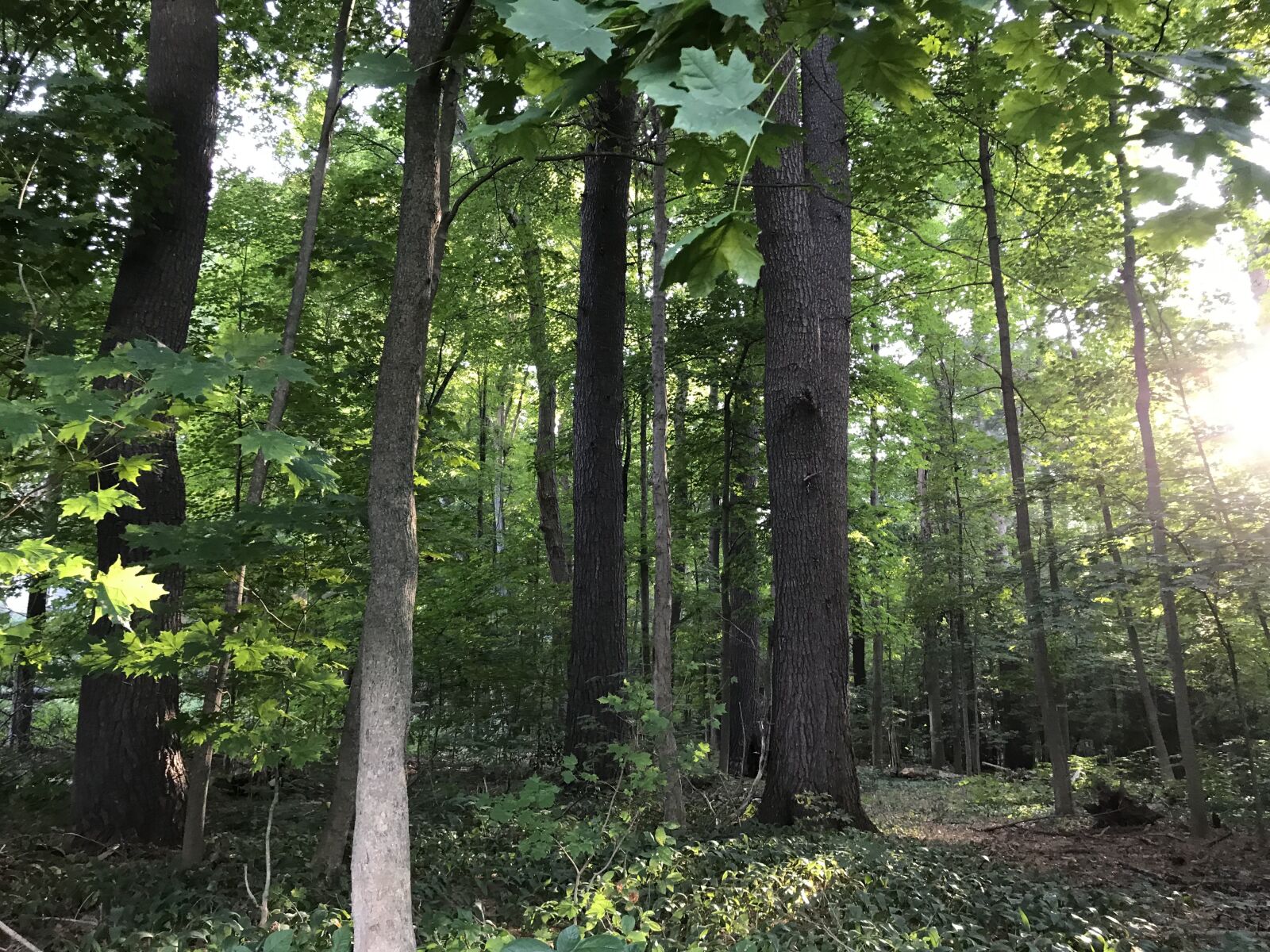Apple iPhone 7 Plus sample photo. Forest, woods, trees photography