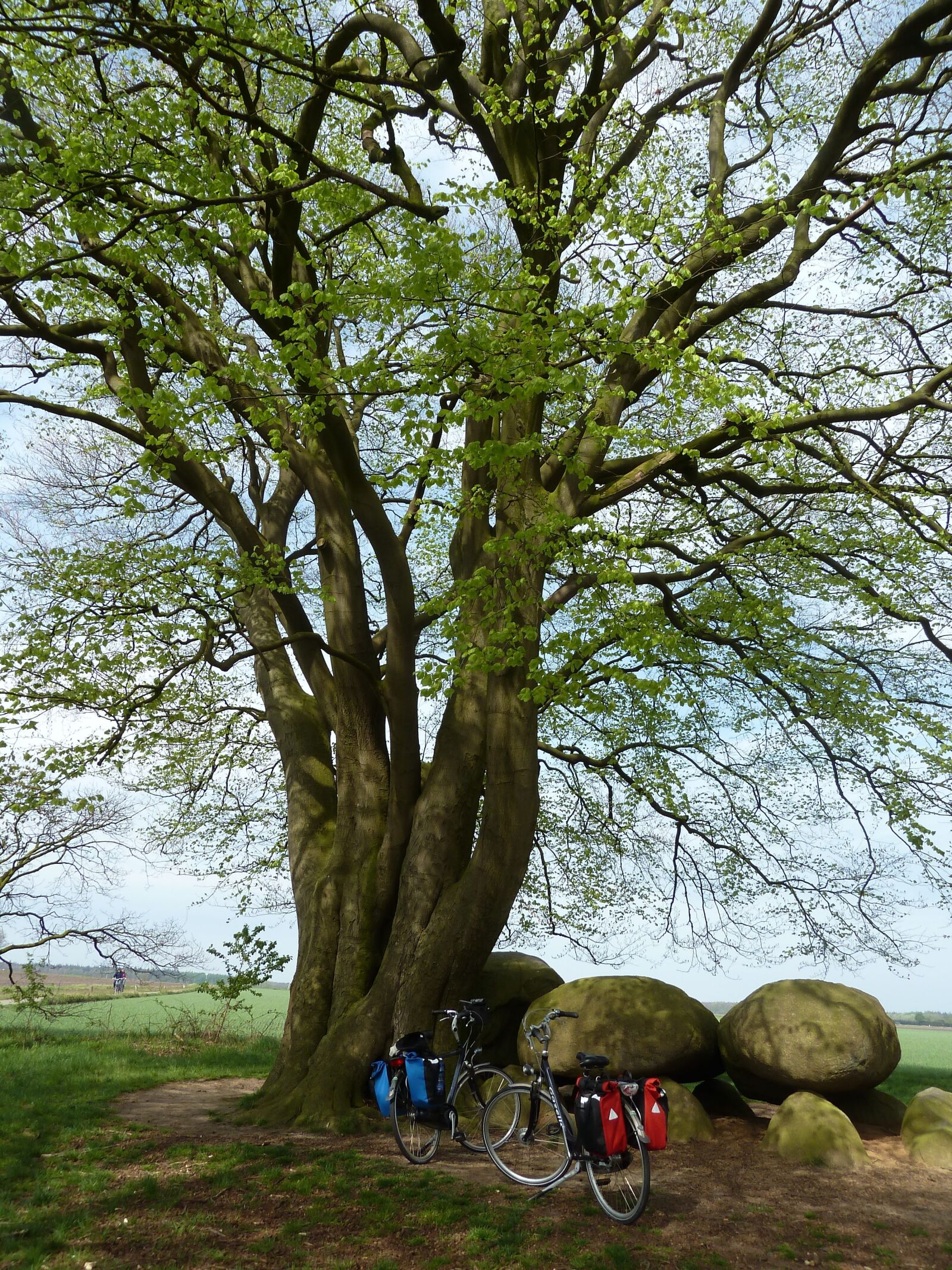 Panasonic Lumix DMC-ZS5 (Lumix DMC-TZ8) sample photo. Cycling, bicycle tour, trees photography