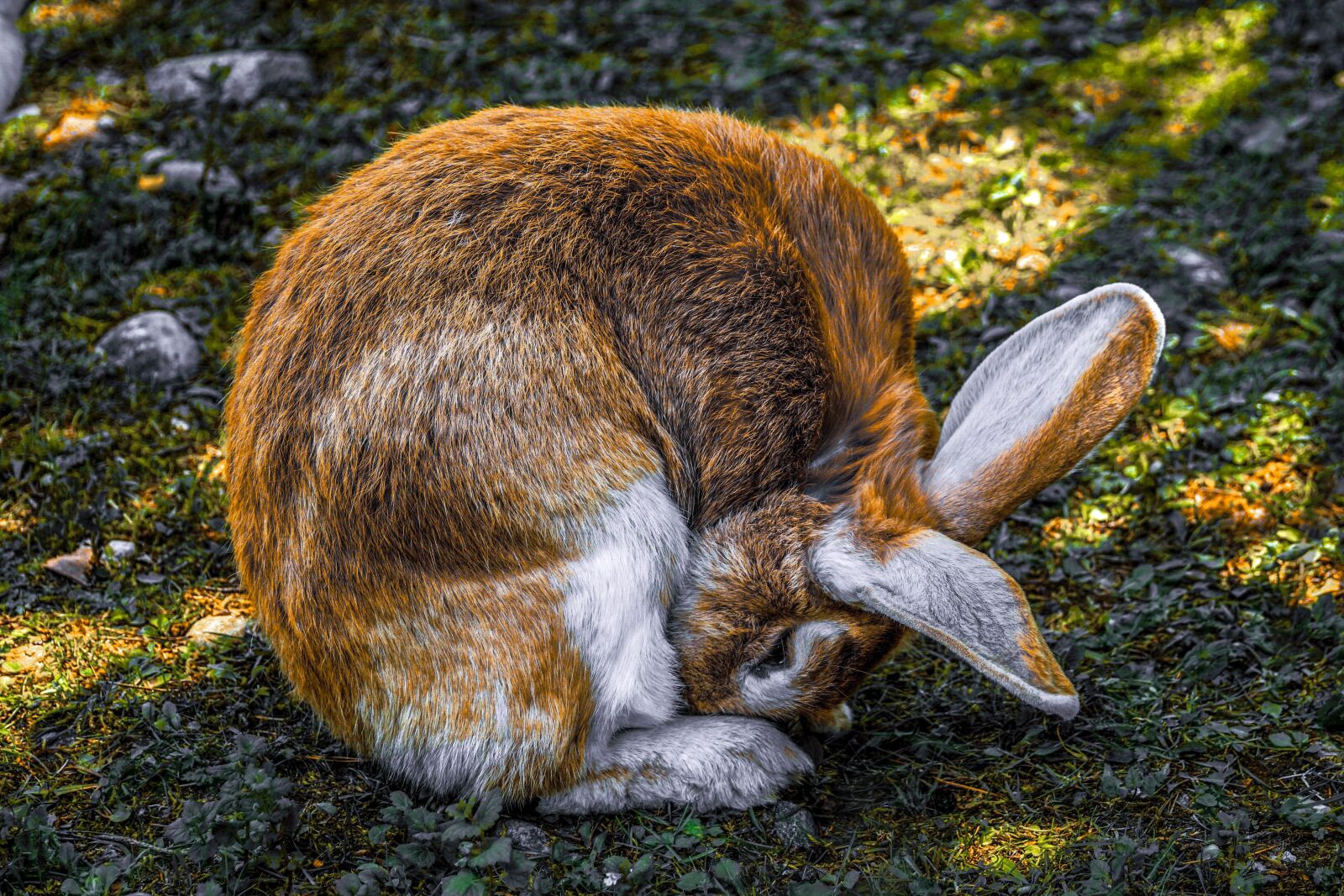 Sony DT 55-300mm F4.5-5.6 SAM sample photo. Hare, rabbit, animal world photography
