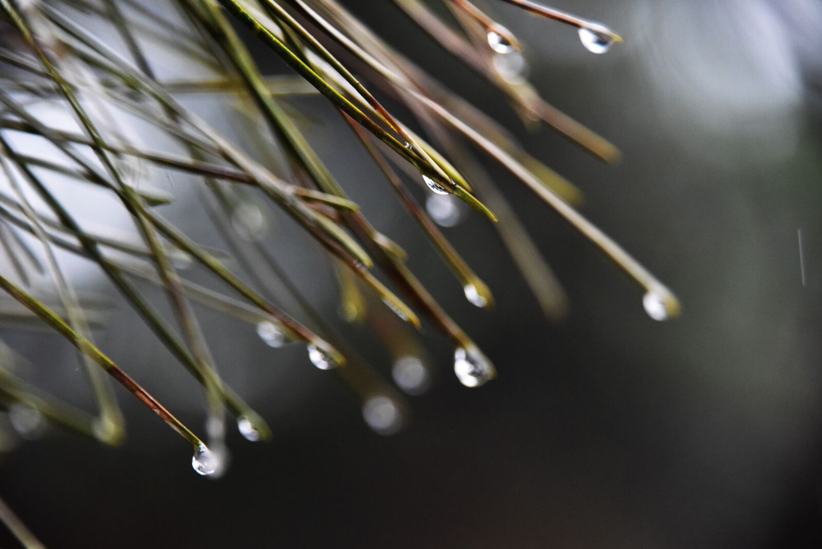 Nikon D810 sample photo. Leaf, rain, water photography