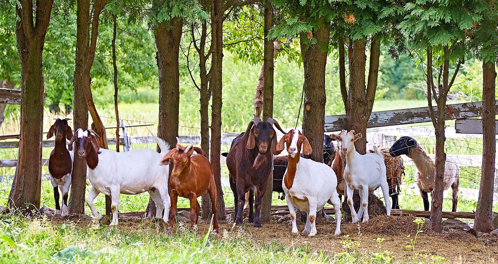 Canon EF 24-105mm F4L IS USM sample photo. Sheep, goat, animal photography