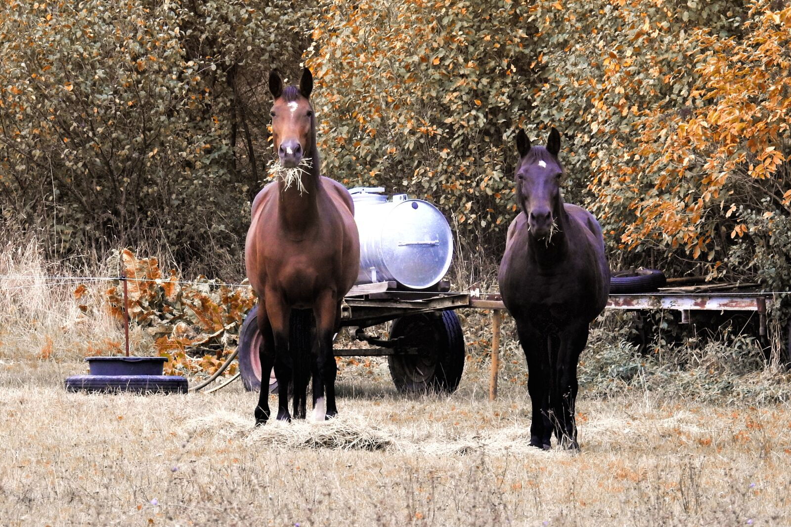 Nikon Coolpix P900 sample photo. Horses, pasture, coupling photography