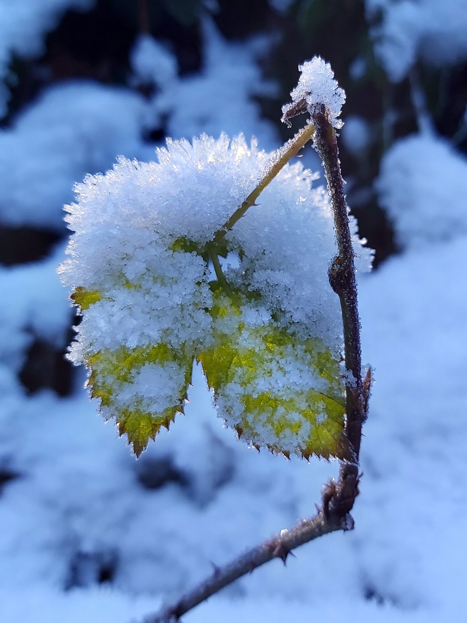 Samsung Galaxy A70 sample photo. Frozen, crystals, snow photography