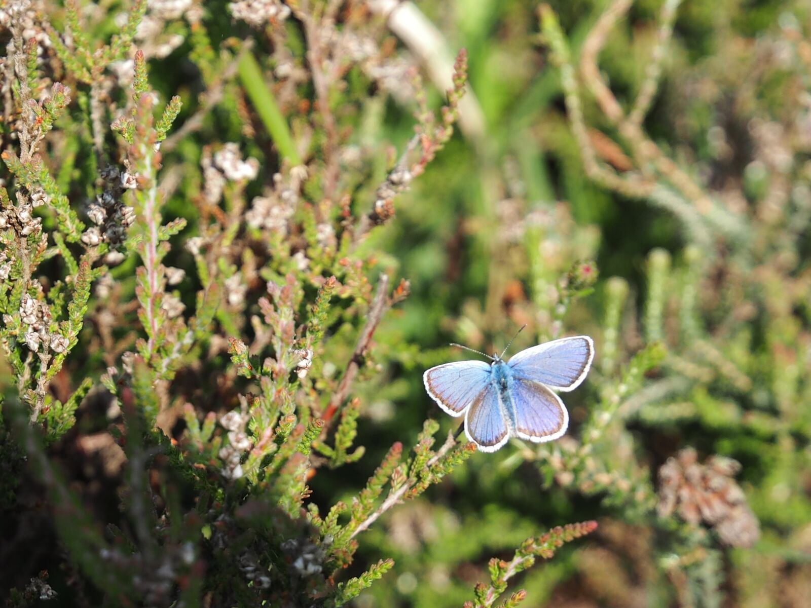 Olympus OM-D E-M1 sample photo. Butterfly, silver studded blue photography